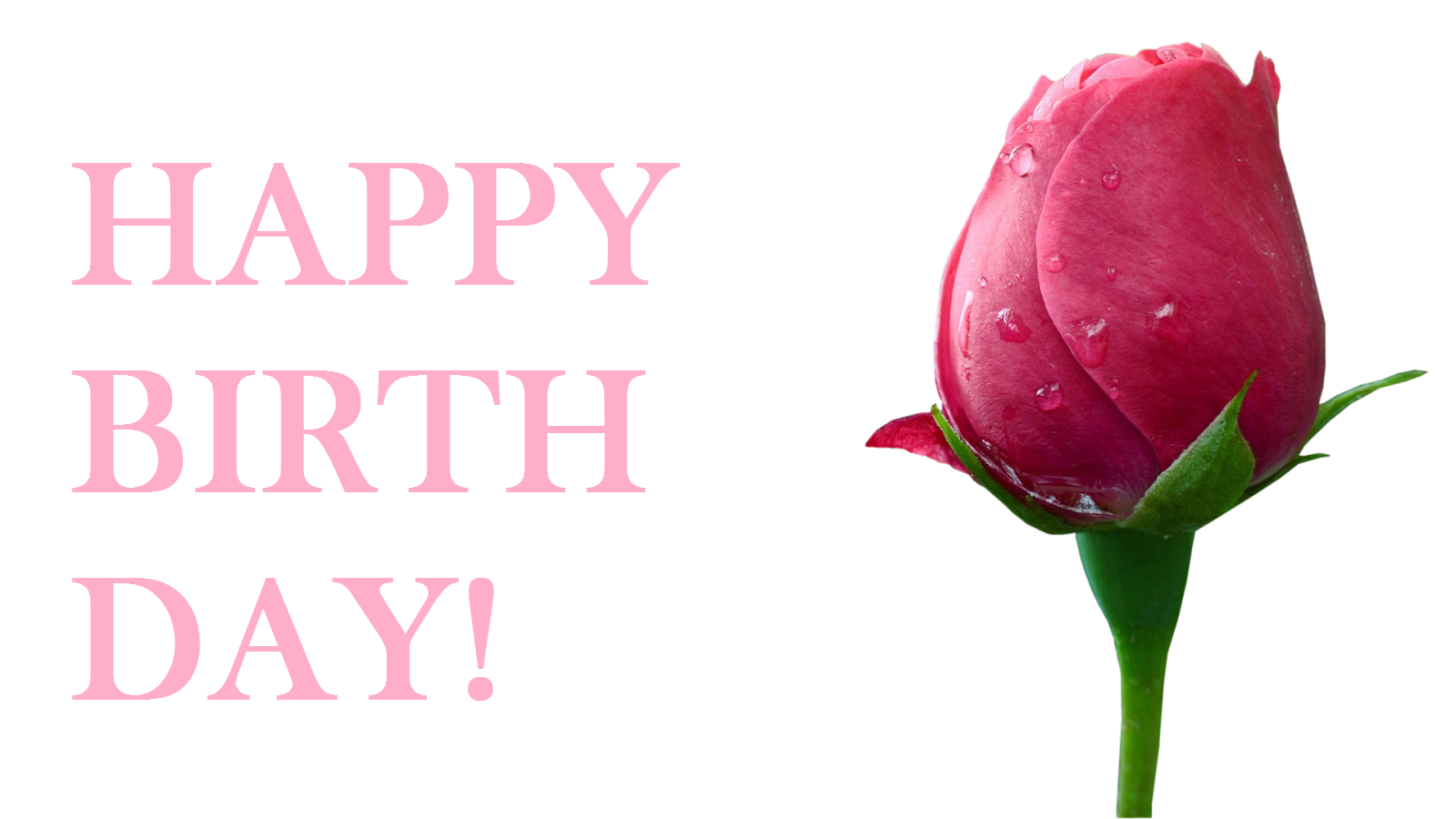 Birds Of South Florida - HD Wallpaper 