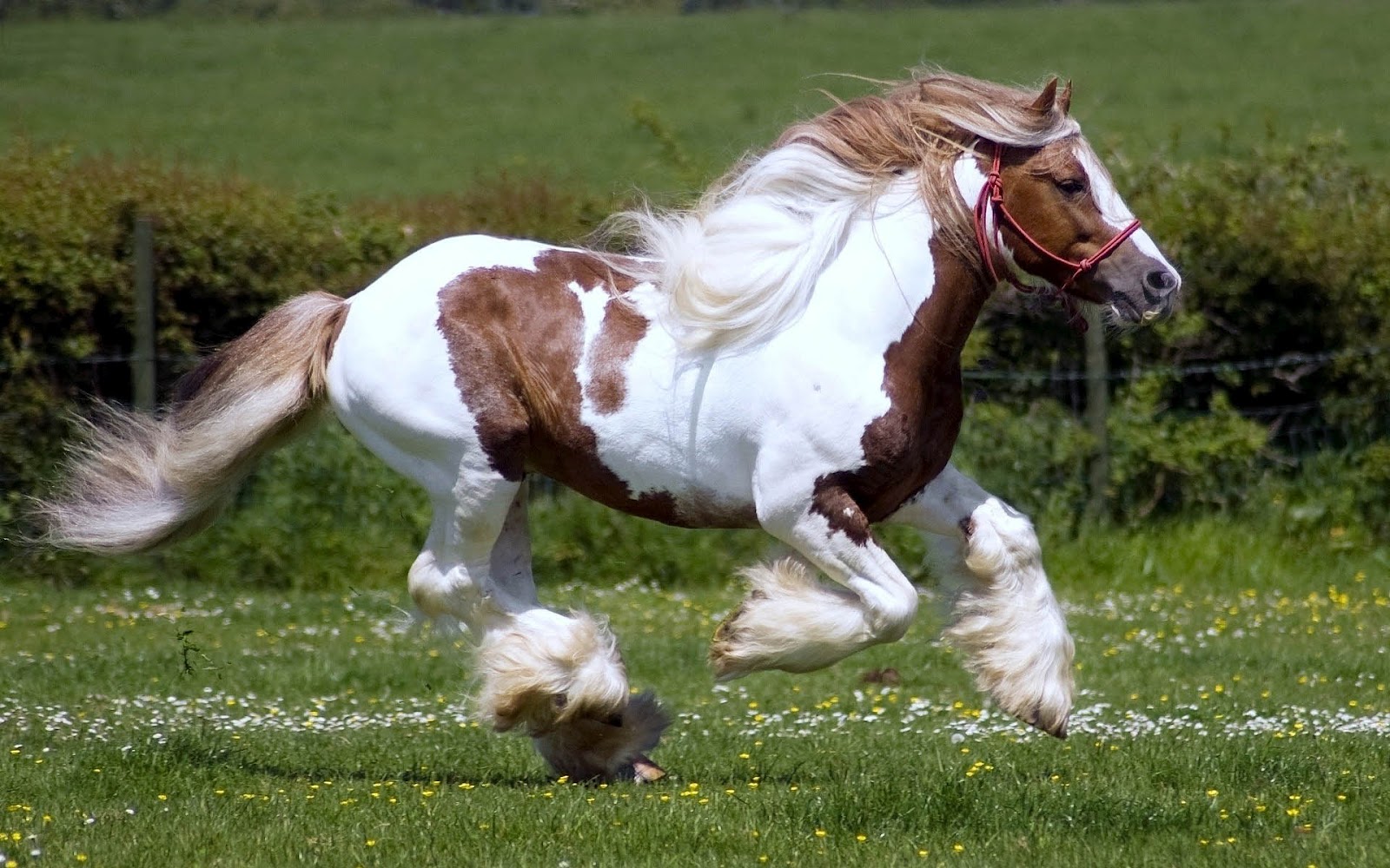 Fast Running Horse - White And Brown Horse Running - HD Wallpaper 