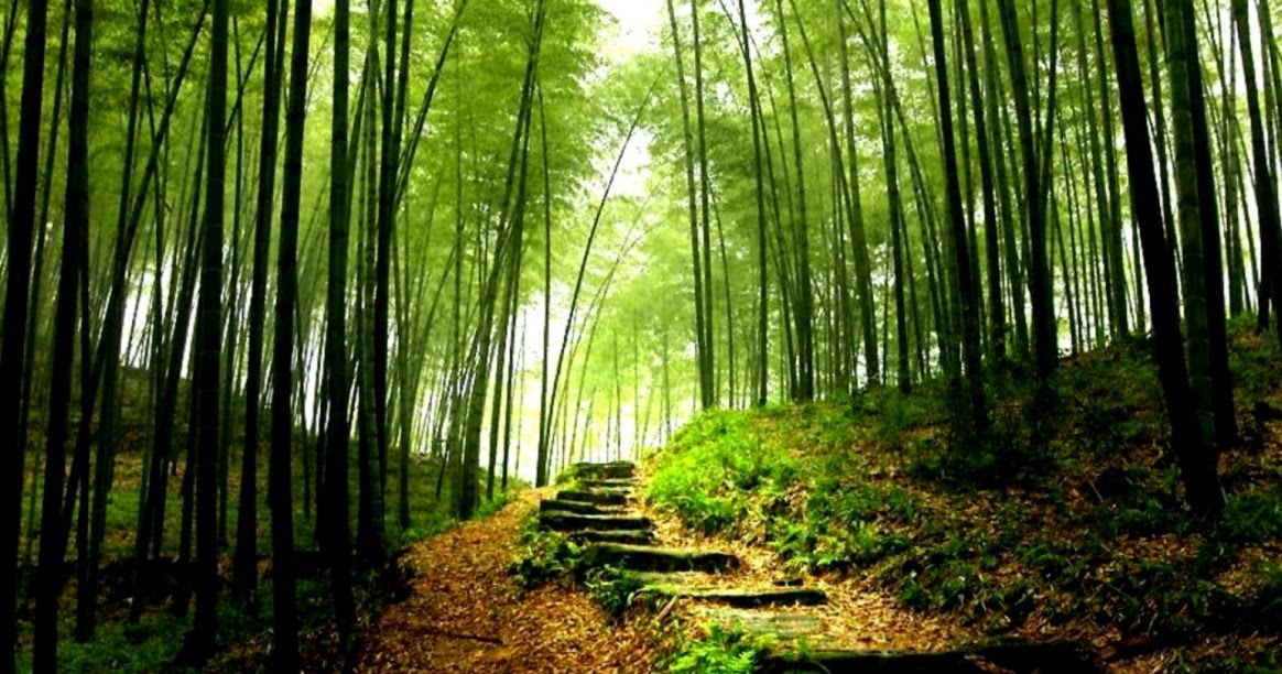 Forest Beautiful Trees Bamboo Forest Hd Live Wallpaper - Happy Birthday With Forests - HD Wallpaper 