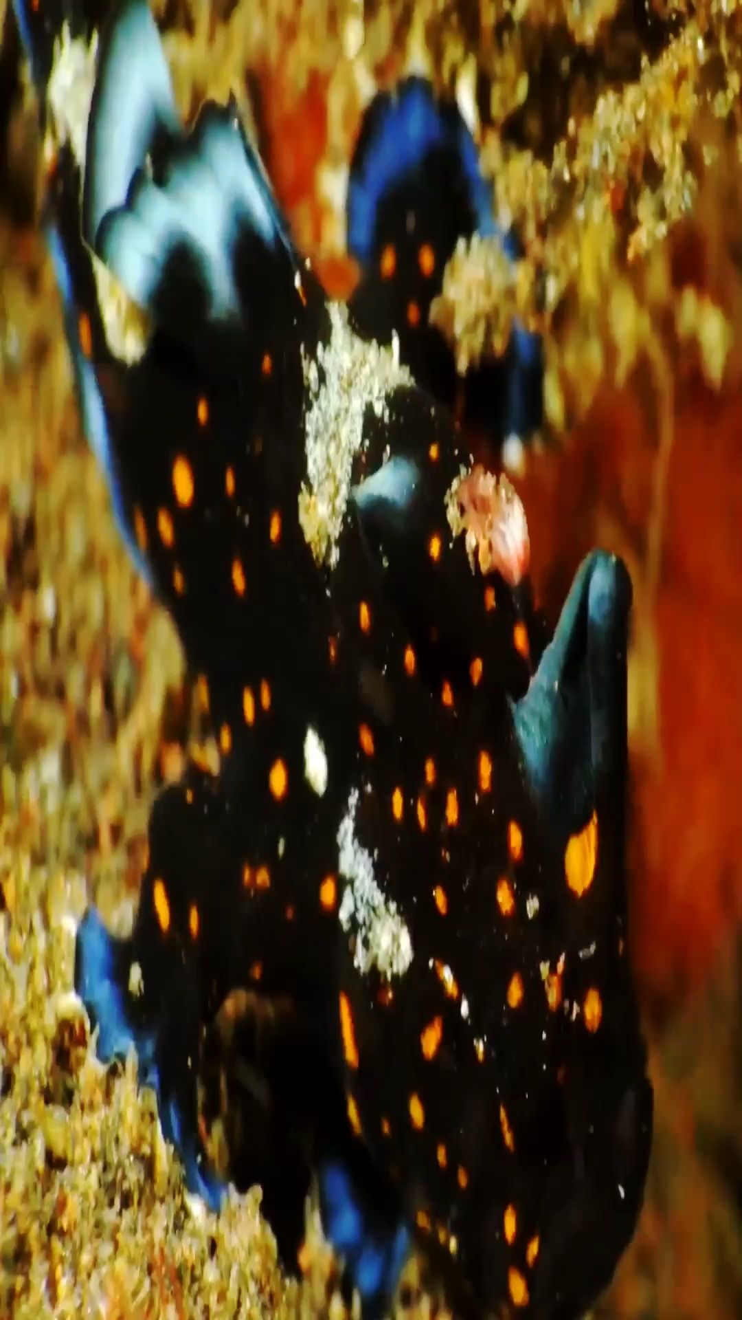 Underwater - HD Wallpaper 