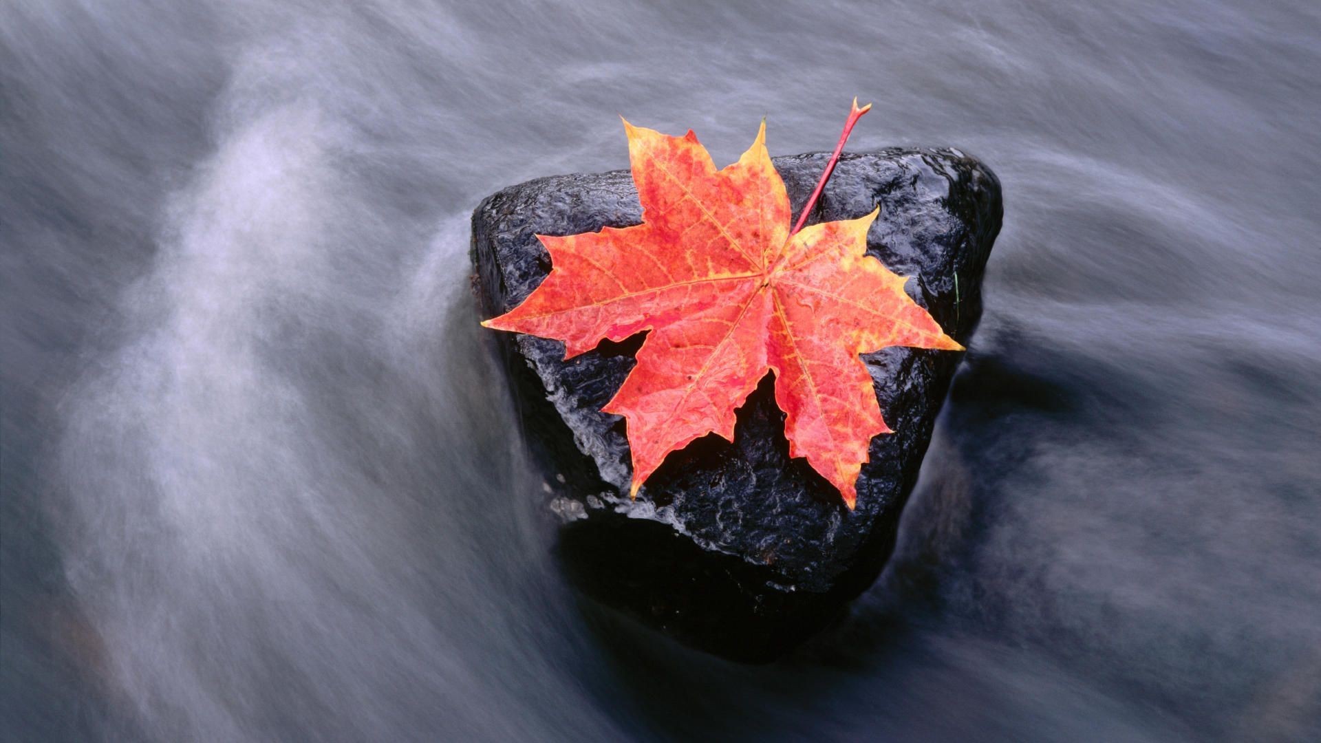 Maple Leaf Wallpaper - HD Wallpaper 