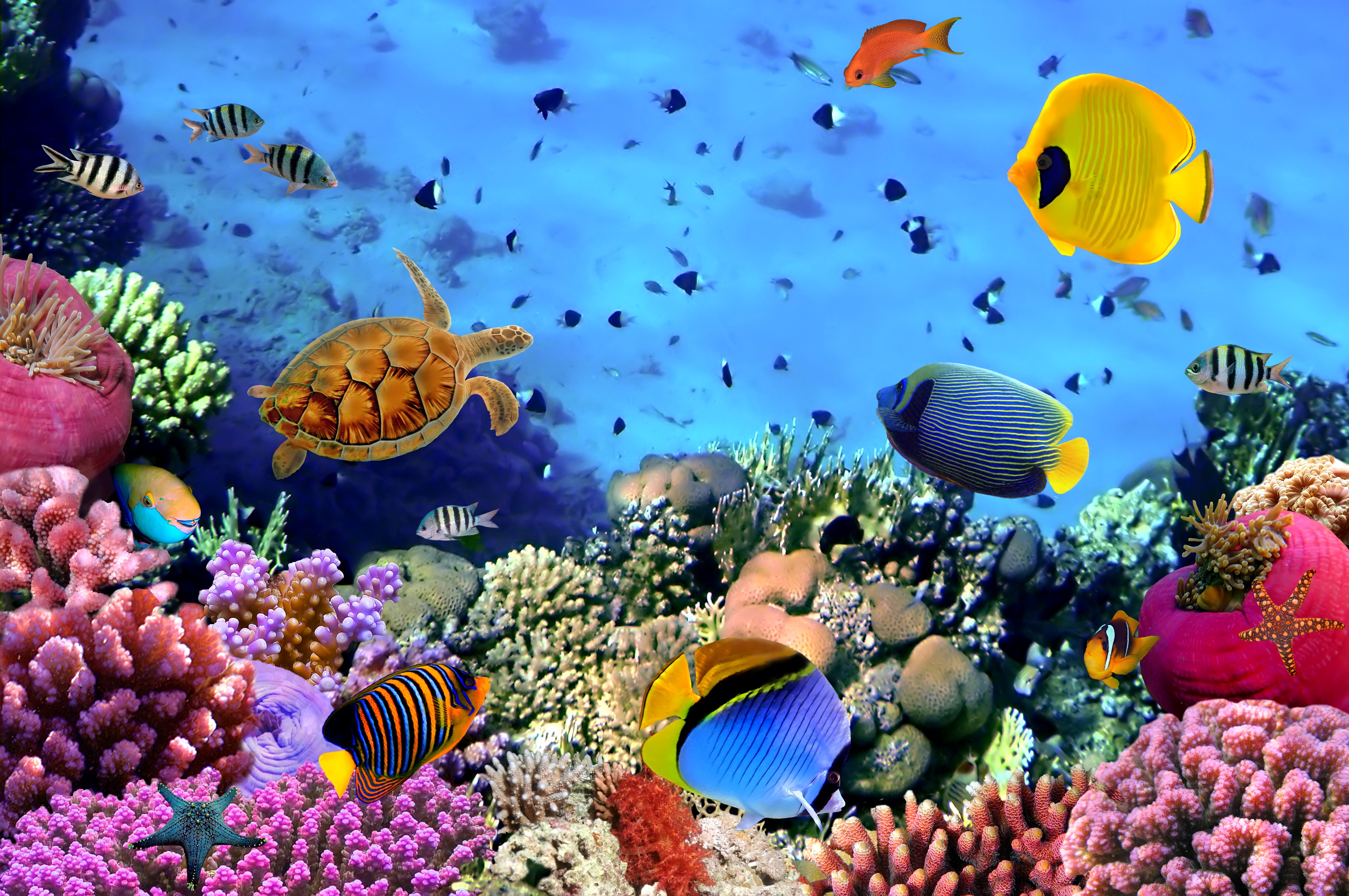 Underwater Wallpapers Hd - Underwater Desktop Background - HD Wallpaper 