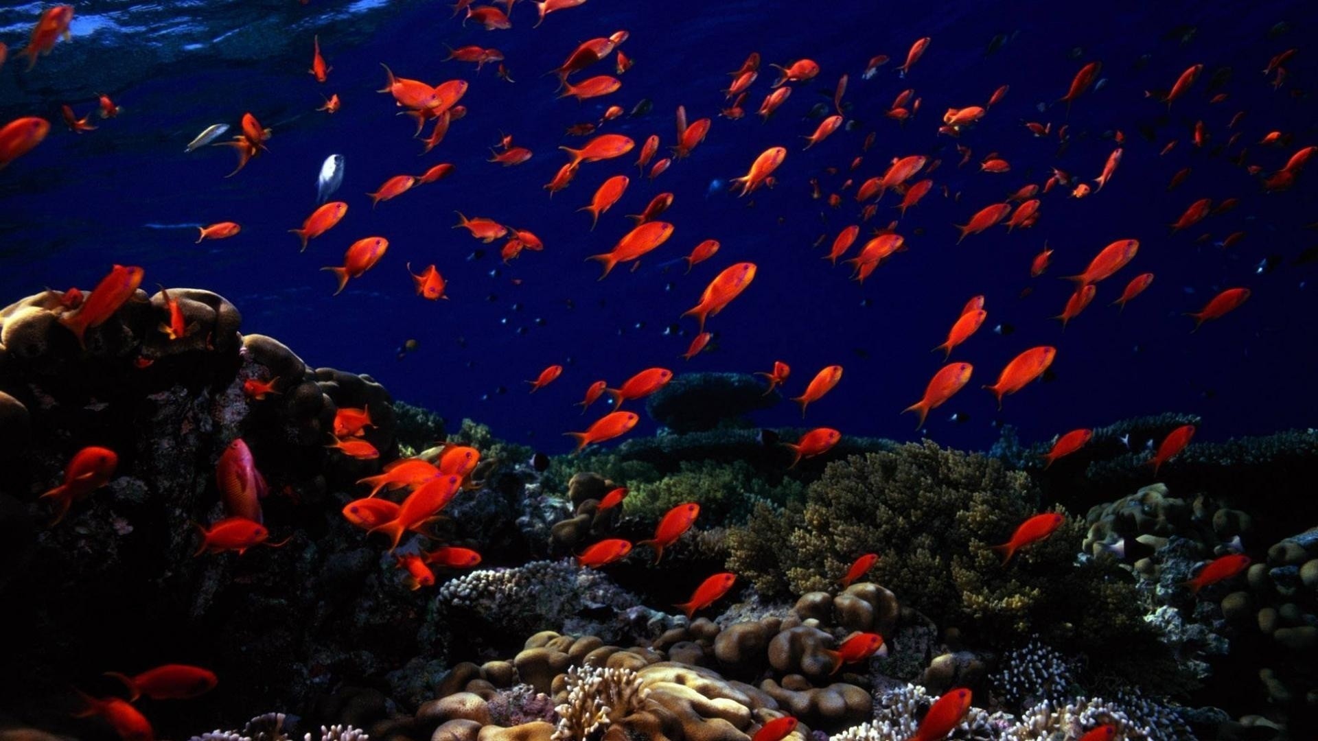 Preview Wallpaper Underwater, Fish, Sea Bottom 
 Data-src - Under See Wallpaper Hd - HD Wallpaper 