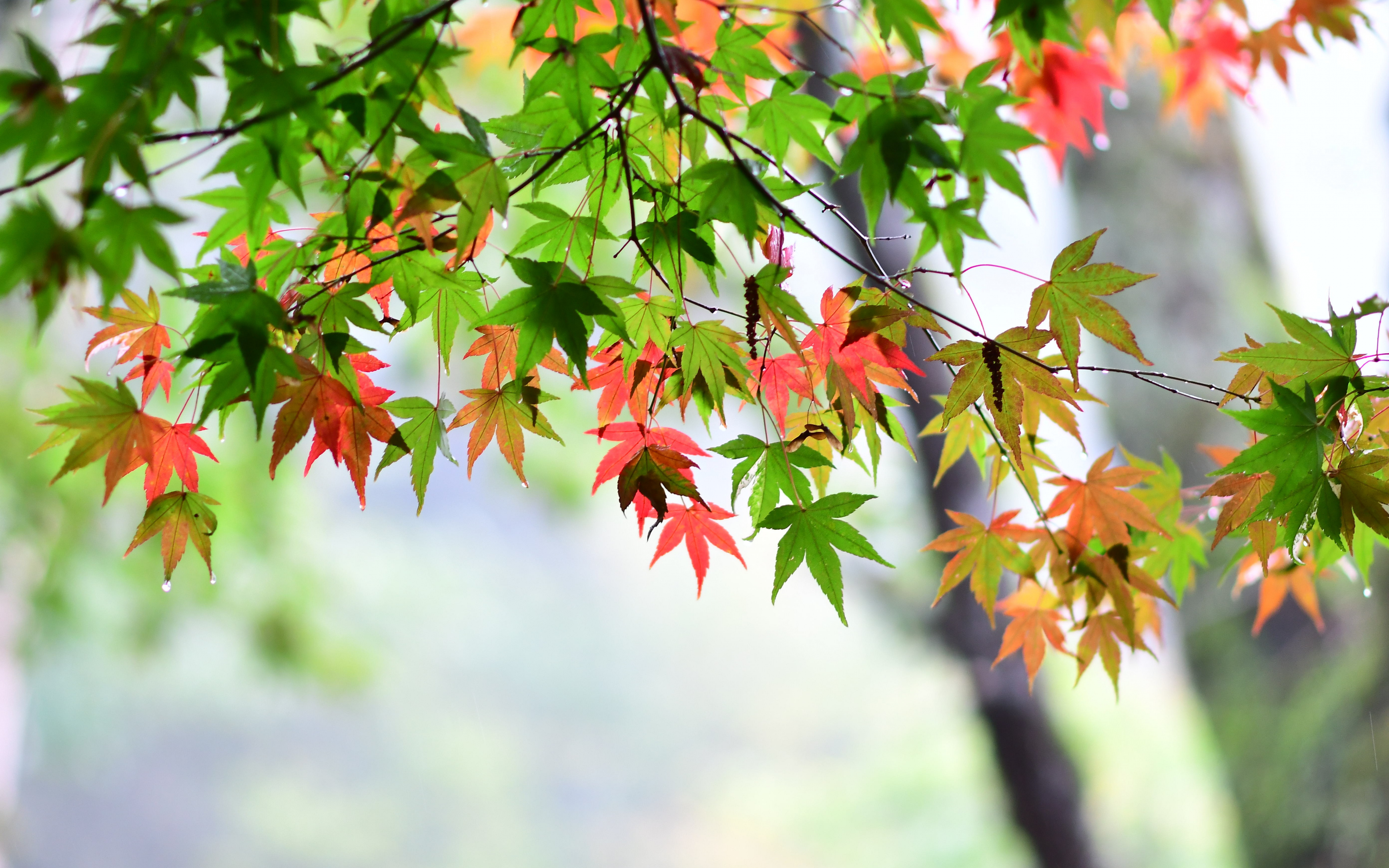 Background Maple Leaf Wallpaper / Maple leaf fall ultrahd wallpaper for