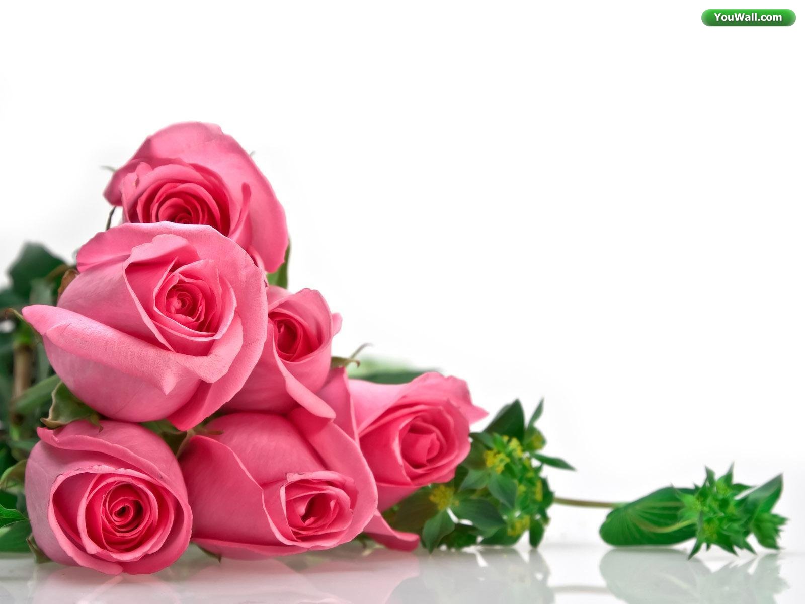 Best Roses Backgrounds - HD Wallpaper 