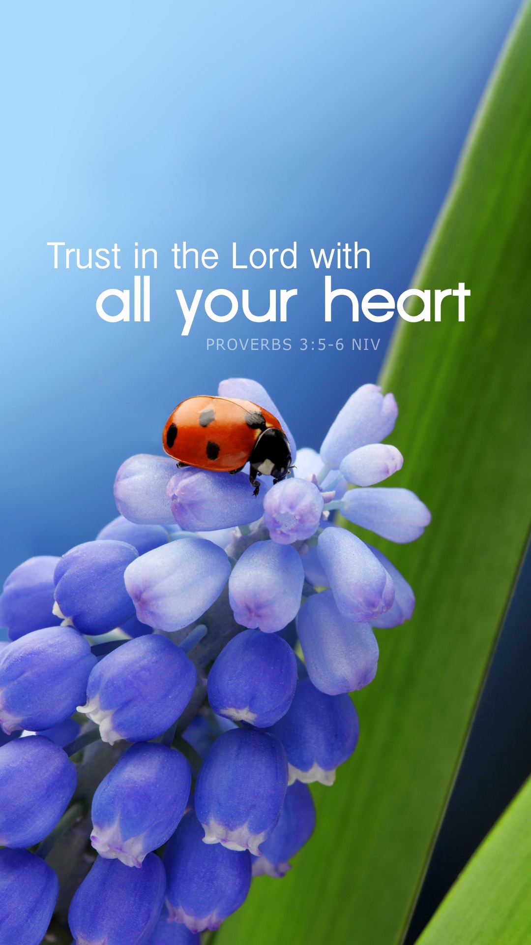 Download Free Crosscards Wallpapers - Trust In The Lord Iphone - HD Wallpaper 