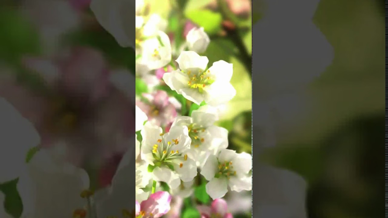Cherry Blossom - HD Wallpaper 