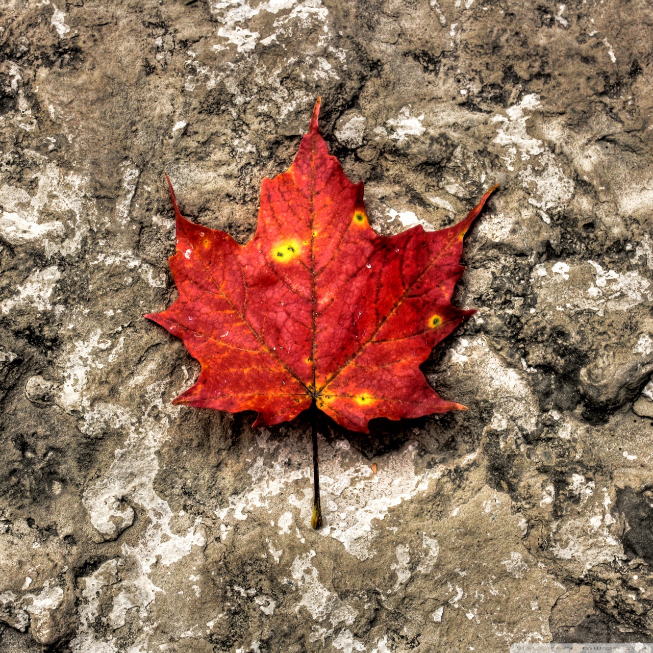 Maple Leafs Wallpapers 1080p - HD Wallpaper 