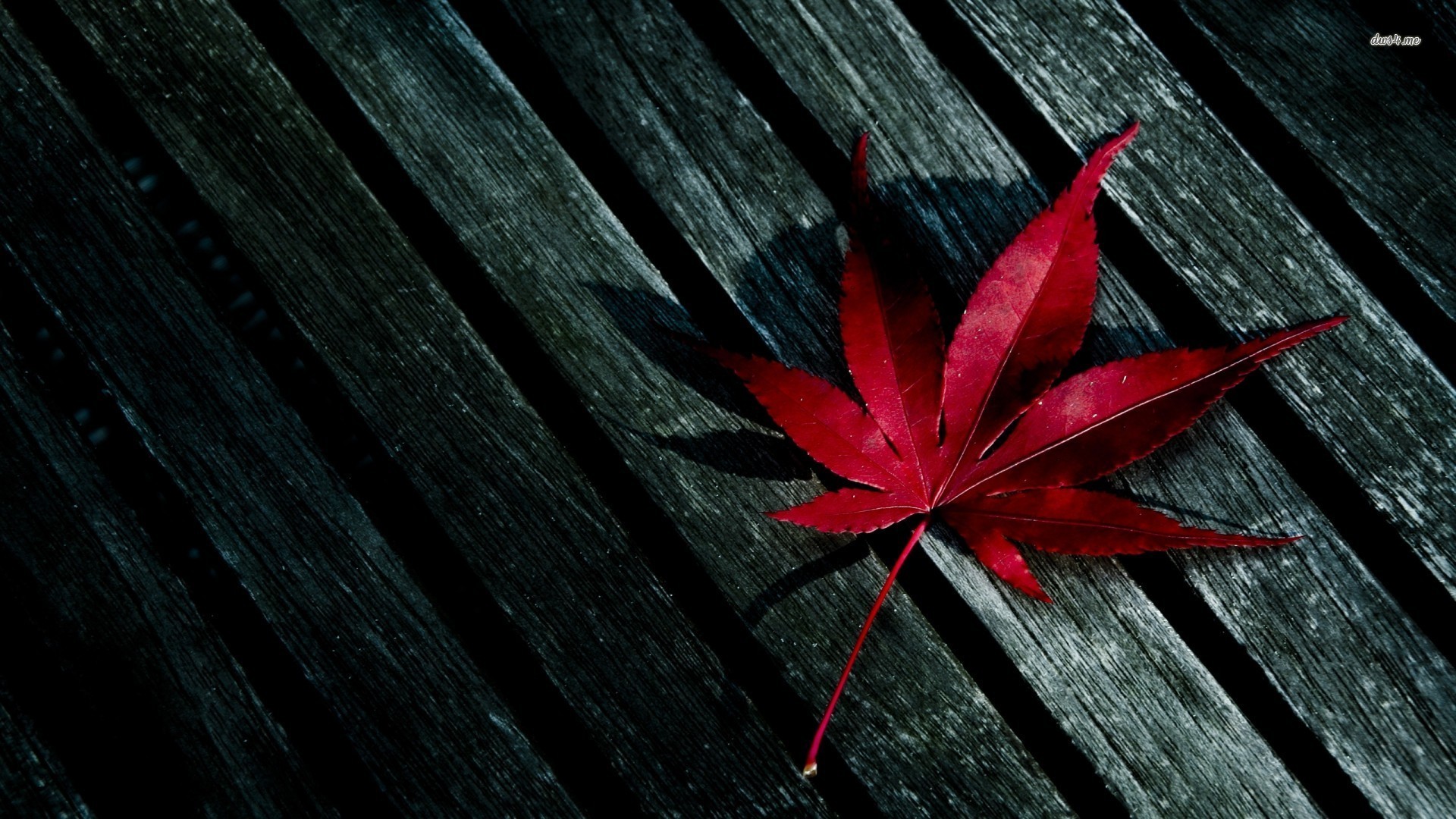 1920x1080, Red Leaf Wallpaper Data Id 241716 Data - Fall Leaf Wallpapers Hd - 1920x1080 Wallpaper 1920x1080, Red Leaf Wallpaper Data Id 241716 Data - Fall Leaf Wallpapers Hd - 1920x1080 Wallpaper