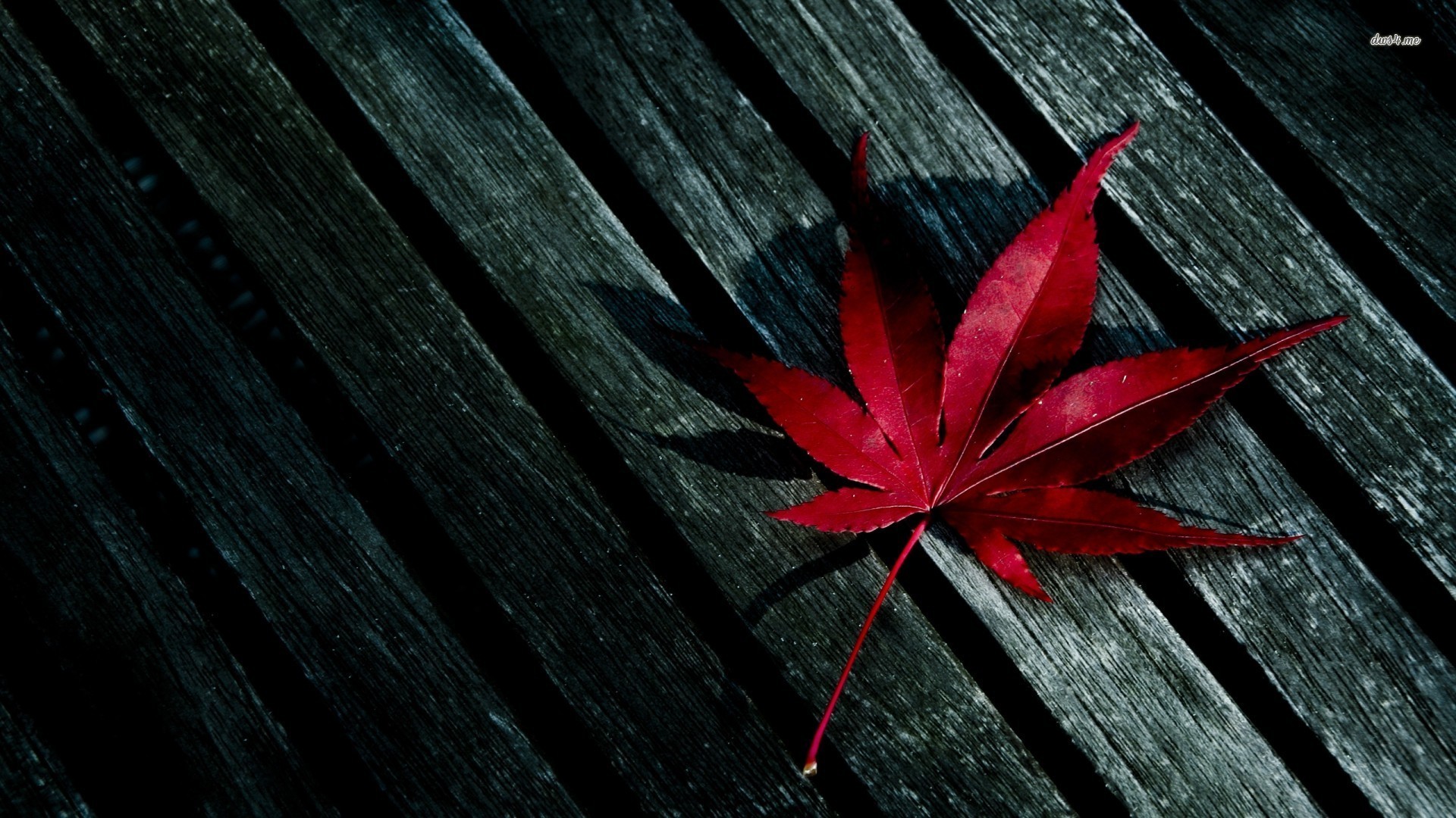 1920x1080, Red Leaf Wallpaper Data Id 241716 Data - Fall Leaf