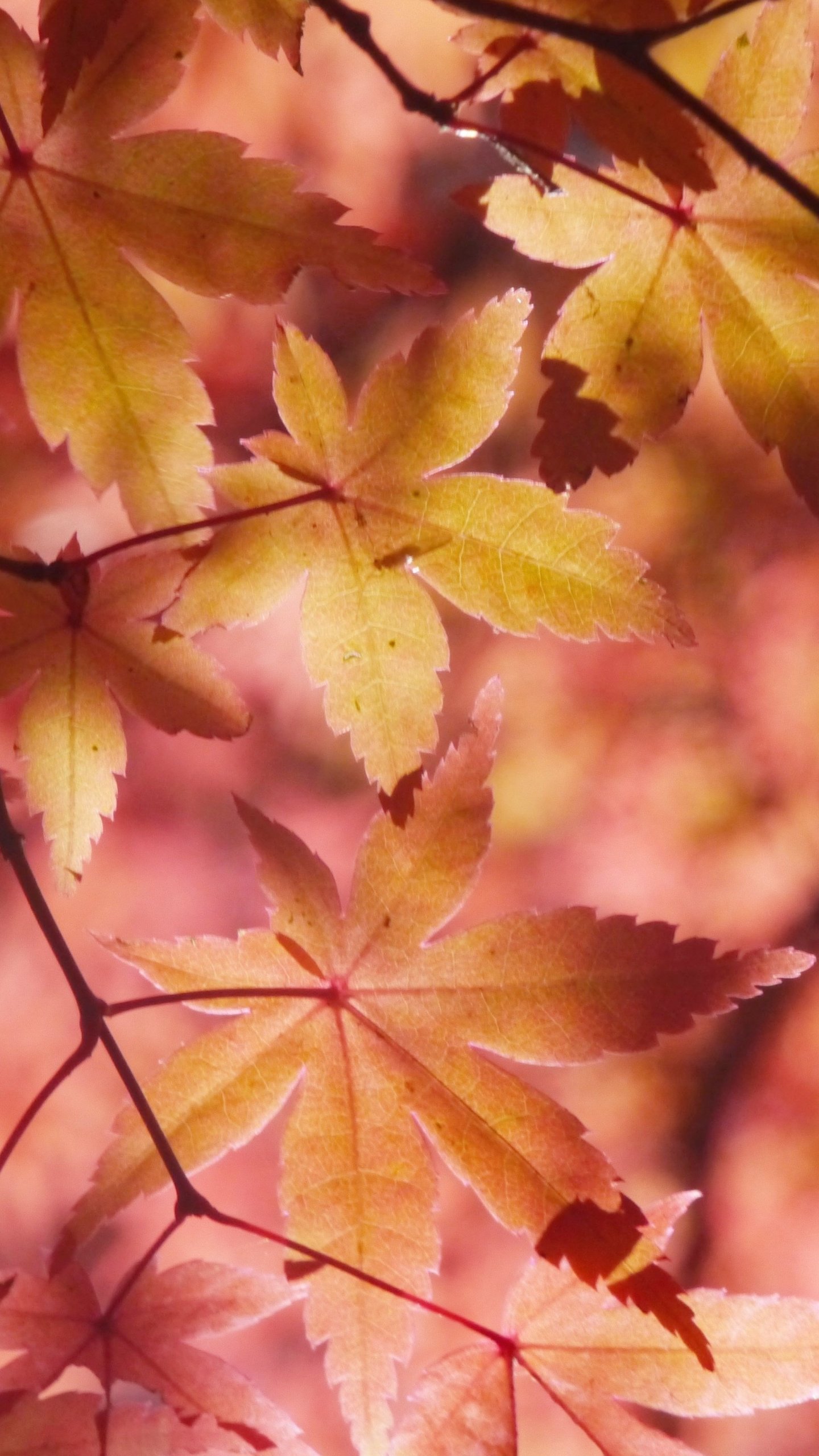 Dry Leaves - HD Wallpaper 