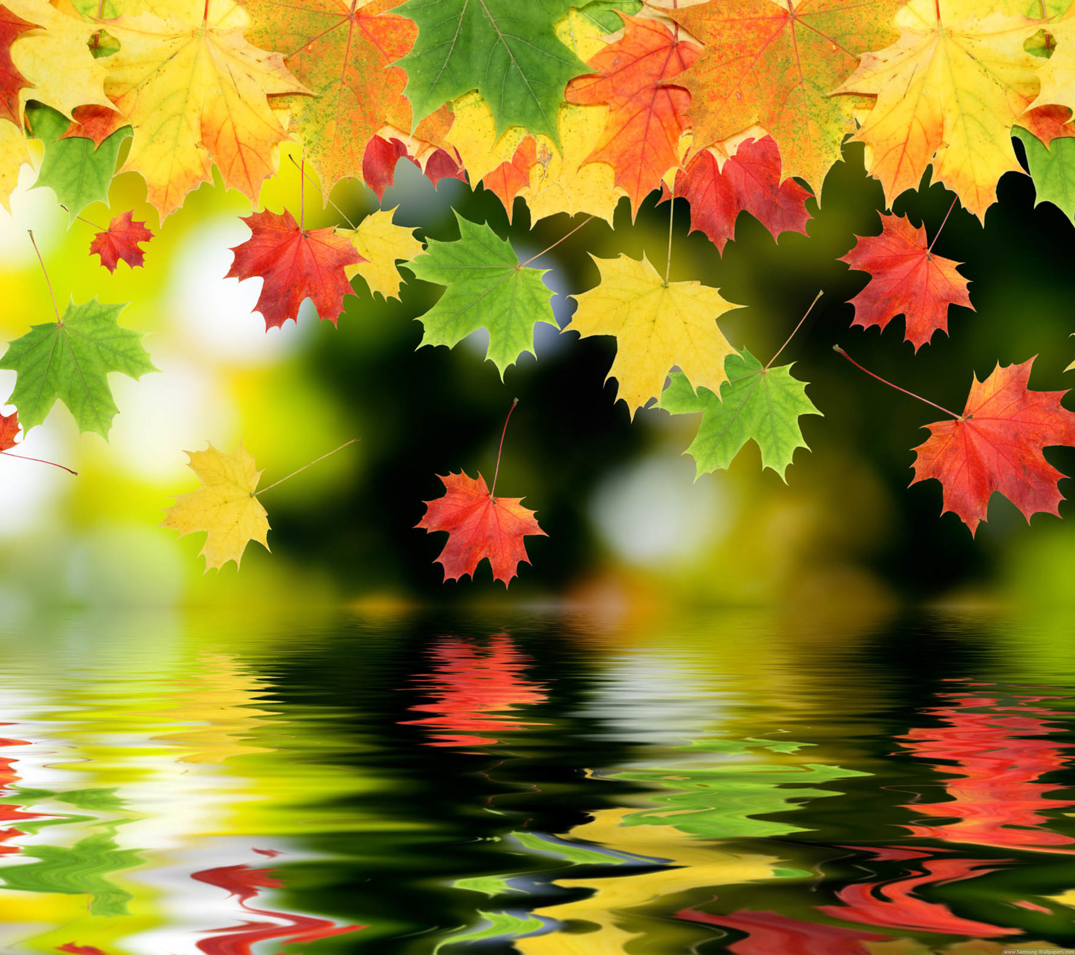 Maple Leaf Wallpaper Hd Water Under - Beautiful Fall - 2160x1920