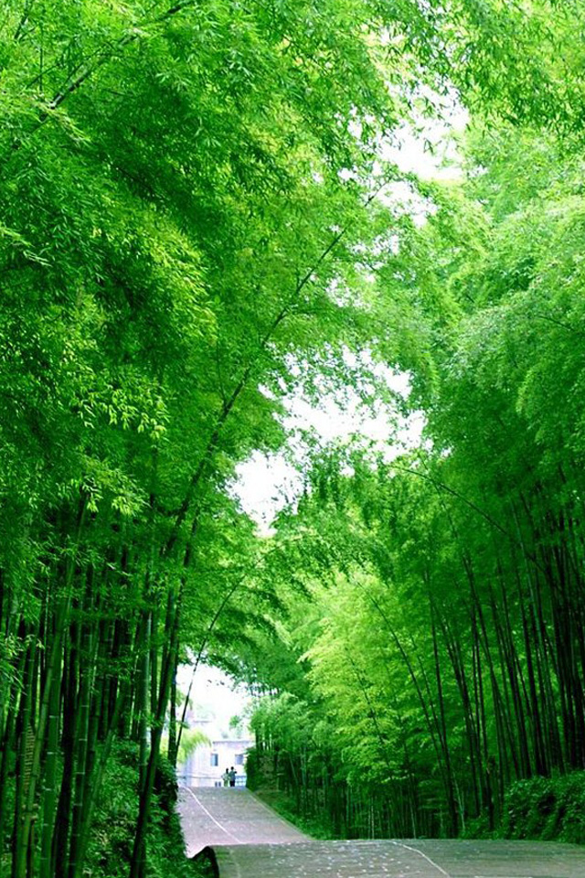 Hd Bamboo Wallpaper Iphone - HD Wallpaper 