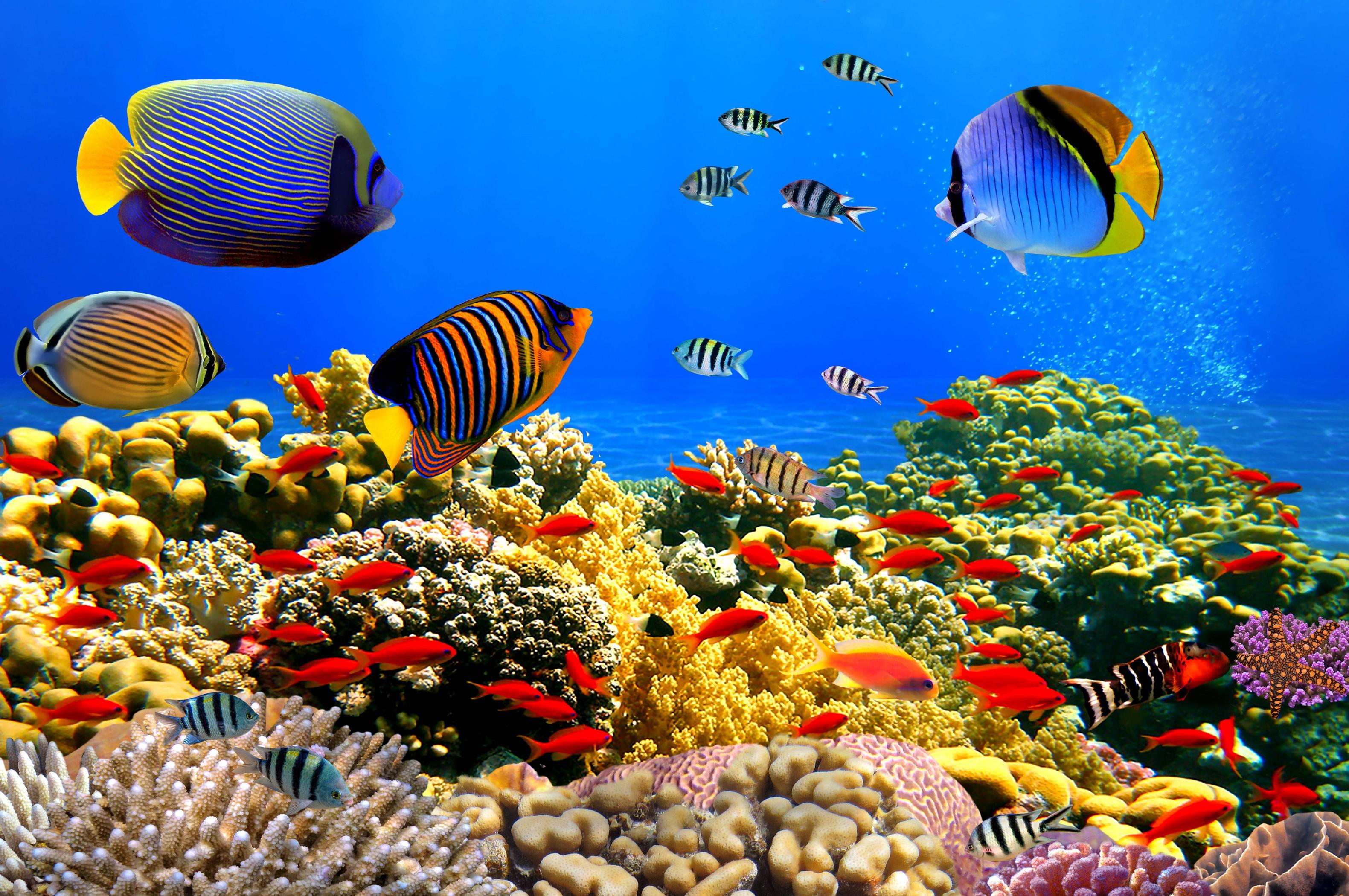 Underwater Wallpaper Desktop - HD Wallpaper 