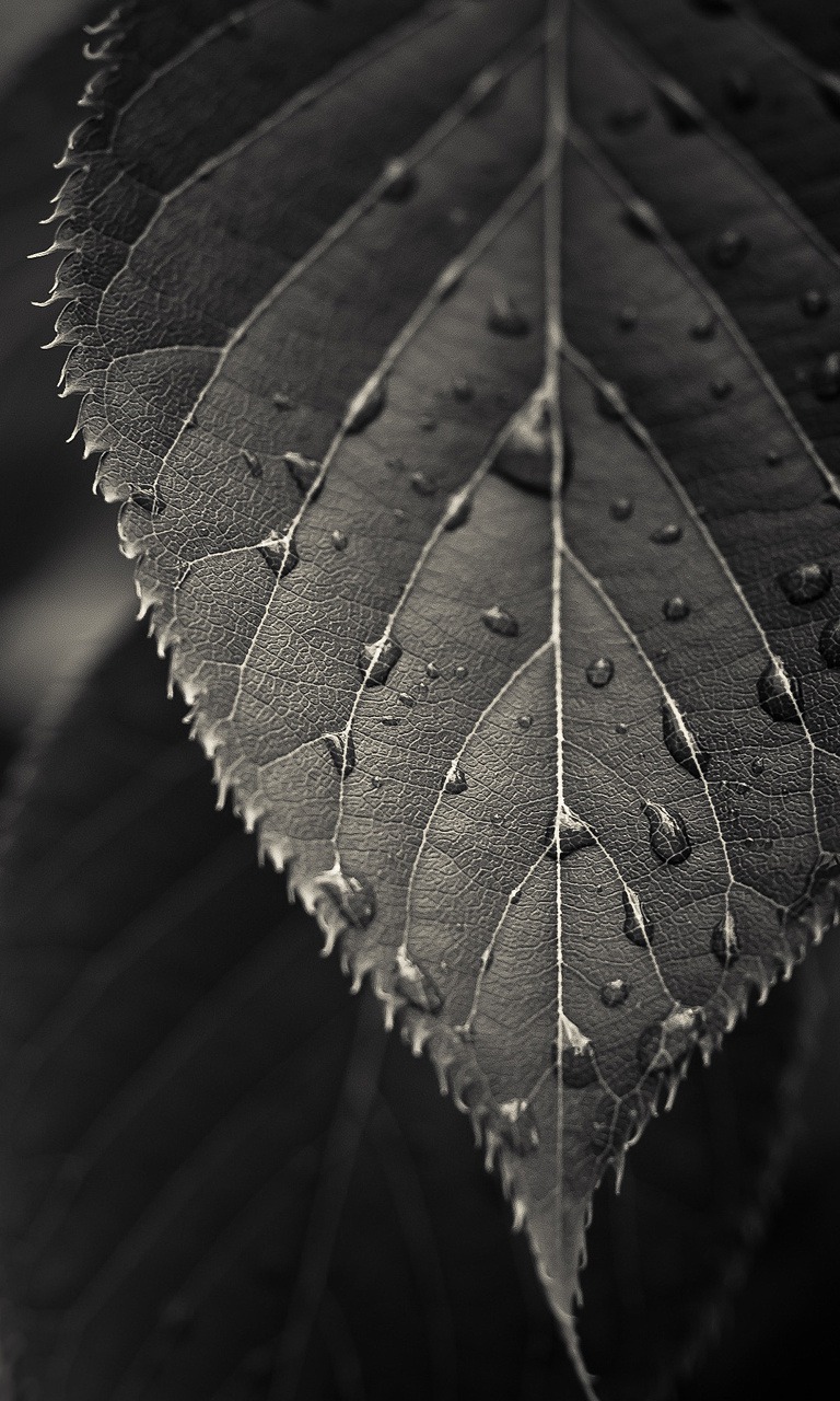 Leaf Hd - تصویر زمینه مشکی فول اچ دی - HD Wallpaper 