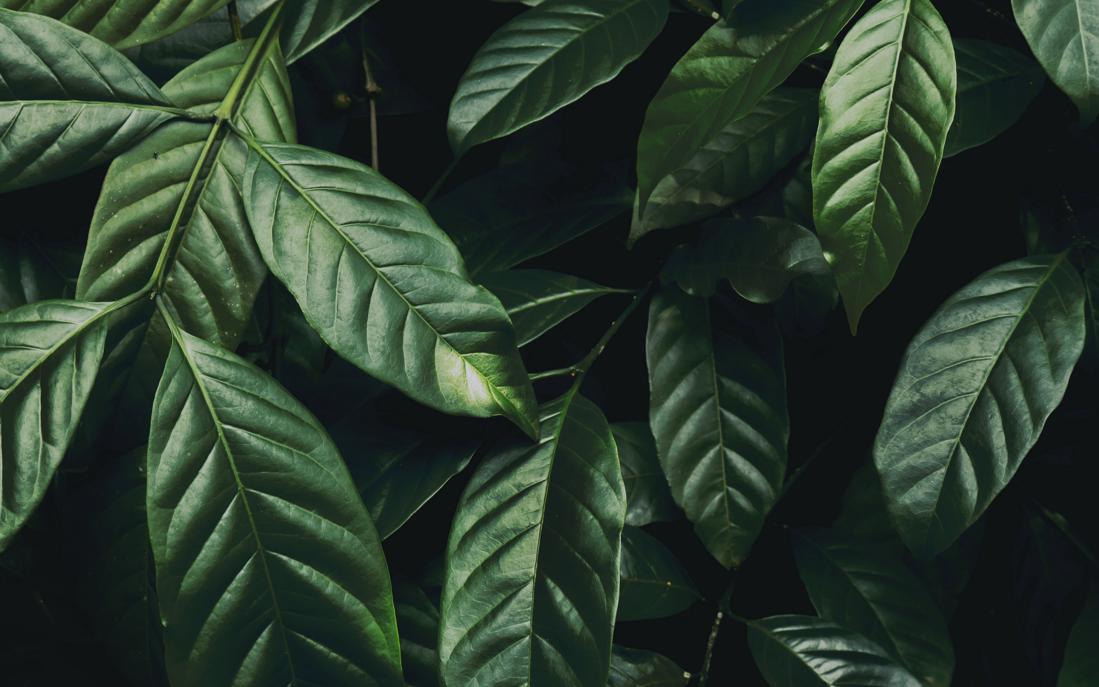 Wallpaper Leaves, Branch, Dark Green, Glossy, Plant - Dark Green Plants - HD Wallpaper 