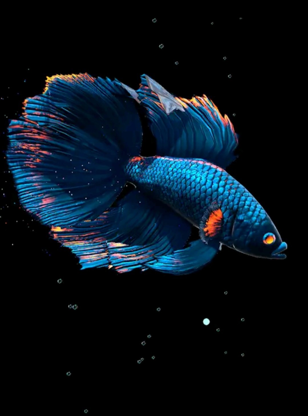 Betta Fish Live Wallpaper Free - HD Wallpaper 