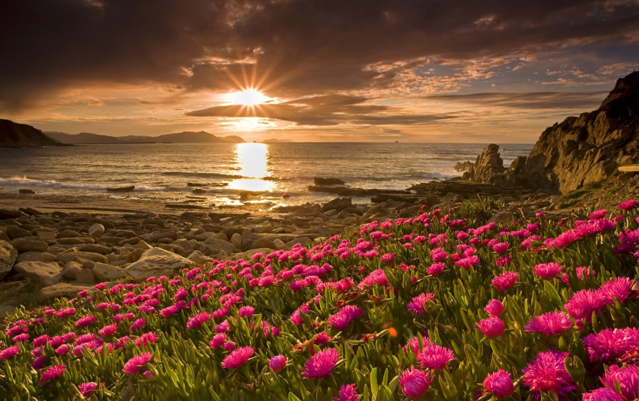 Flowers & Sunrise Wallpapers - Paisajes Fondos De Pantalla Hd Para Pc - HD Wallpaper 