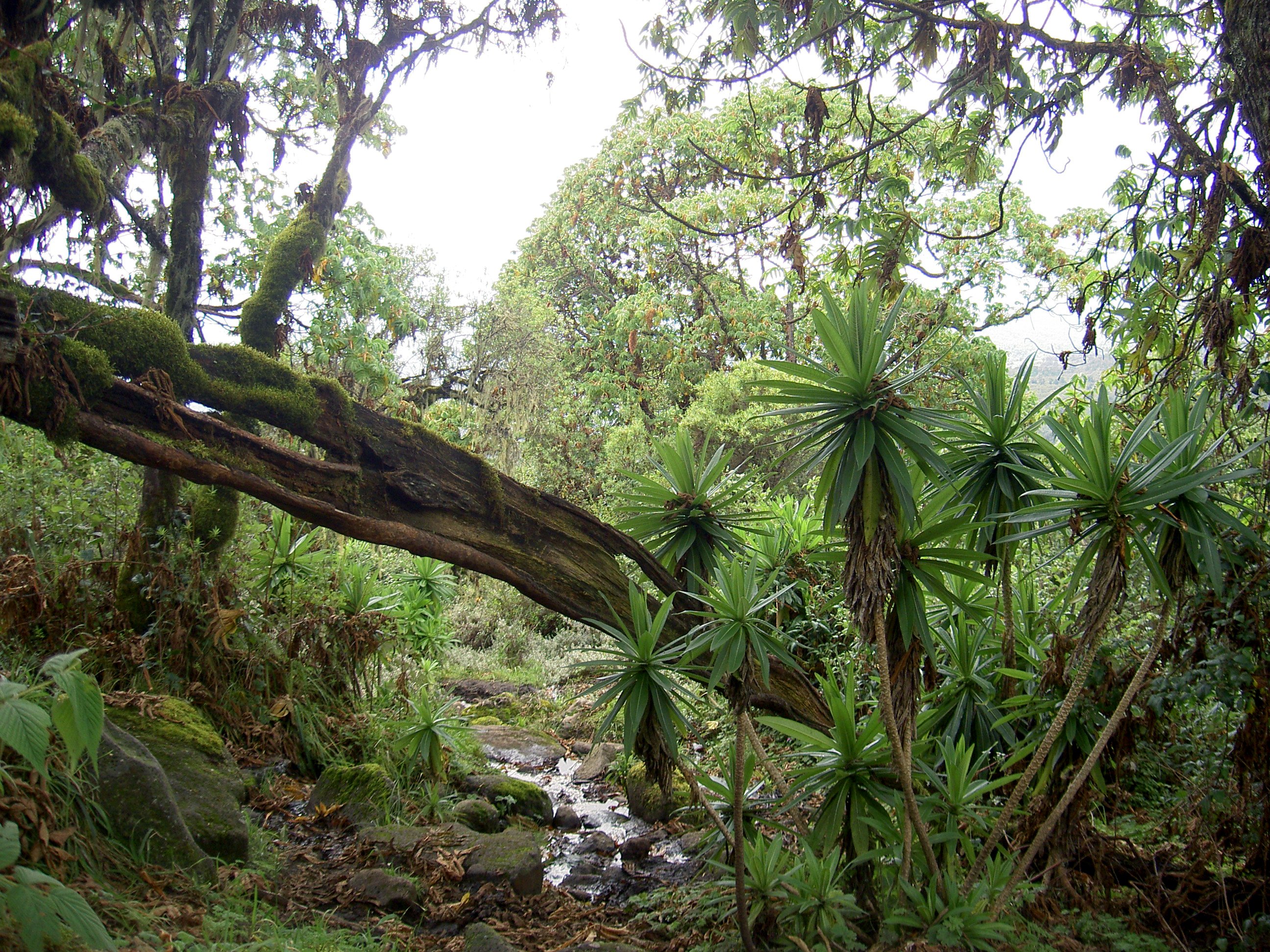 Rain Forest Around Mt Kenya 2 - Tropical Rainforest In Kenya - HD Wallpaper 