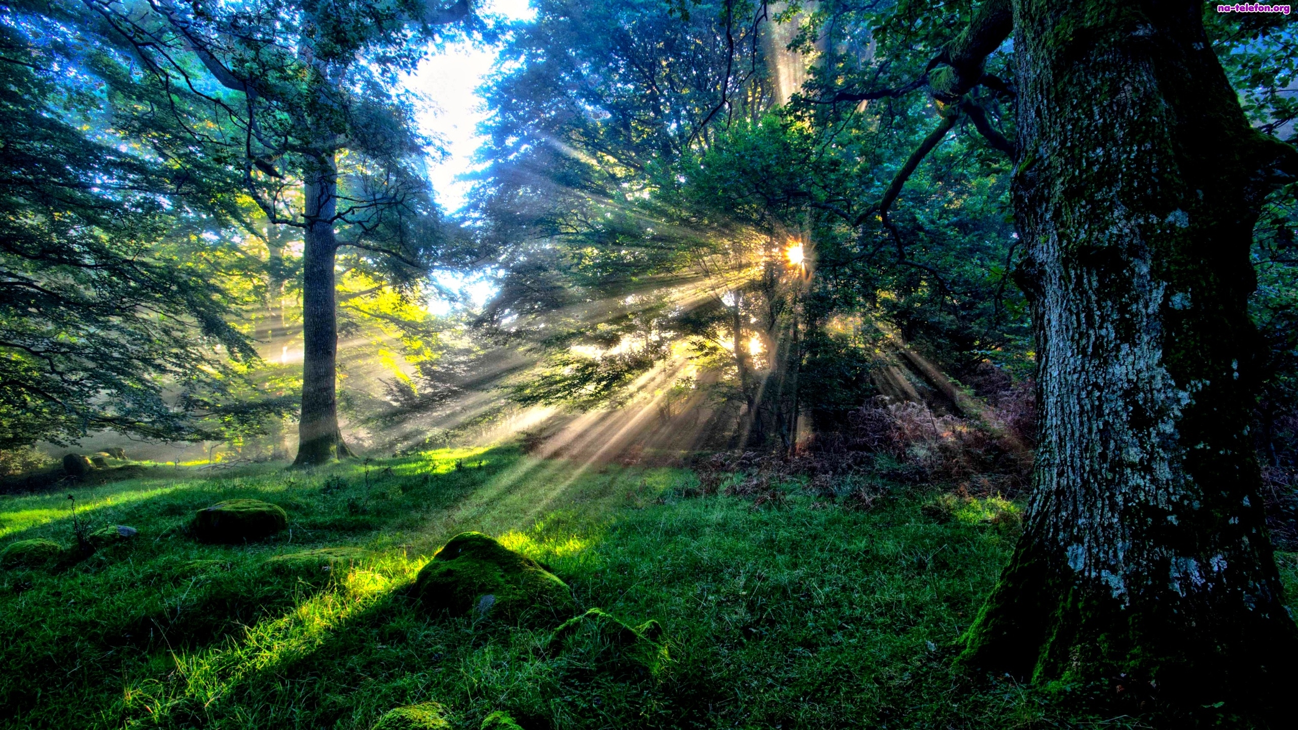 Солнечные Лучи В Лесу - HD Wallpaper 