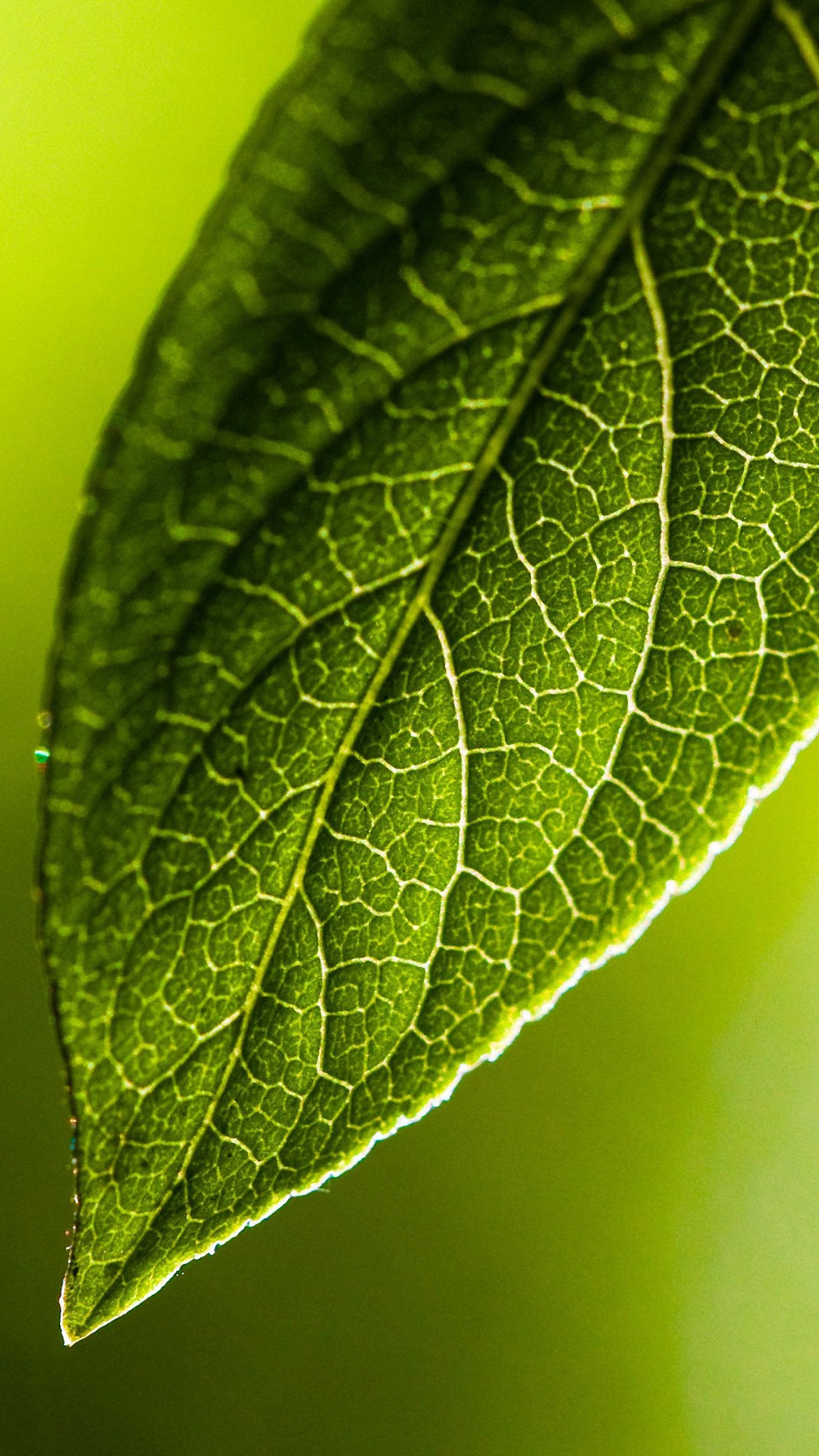 Green Leaf Iphone 6 Wallpapers Hd - Mi Mobile Wallpaper Hd - 1080x1920  Wallpaper 