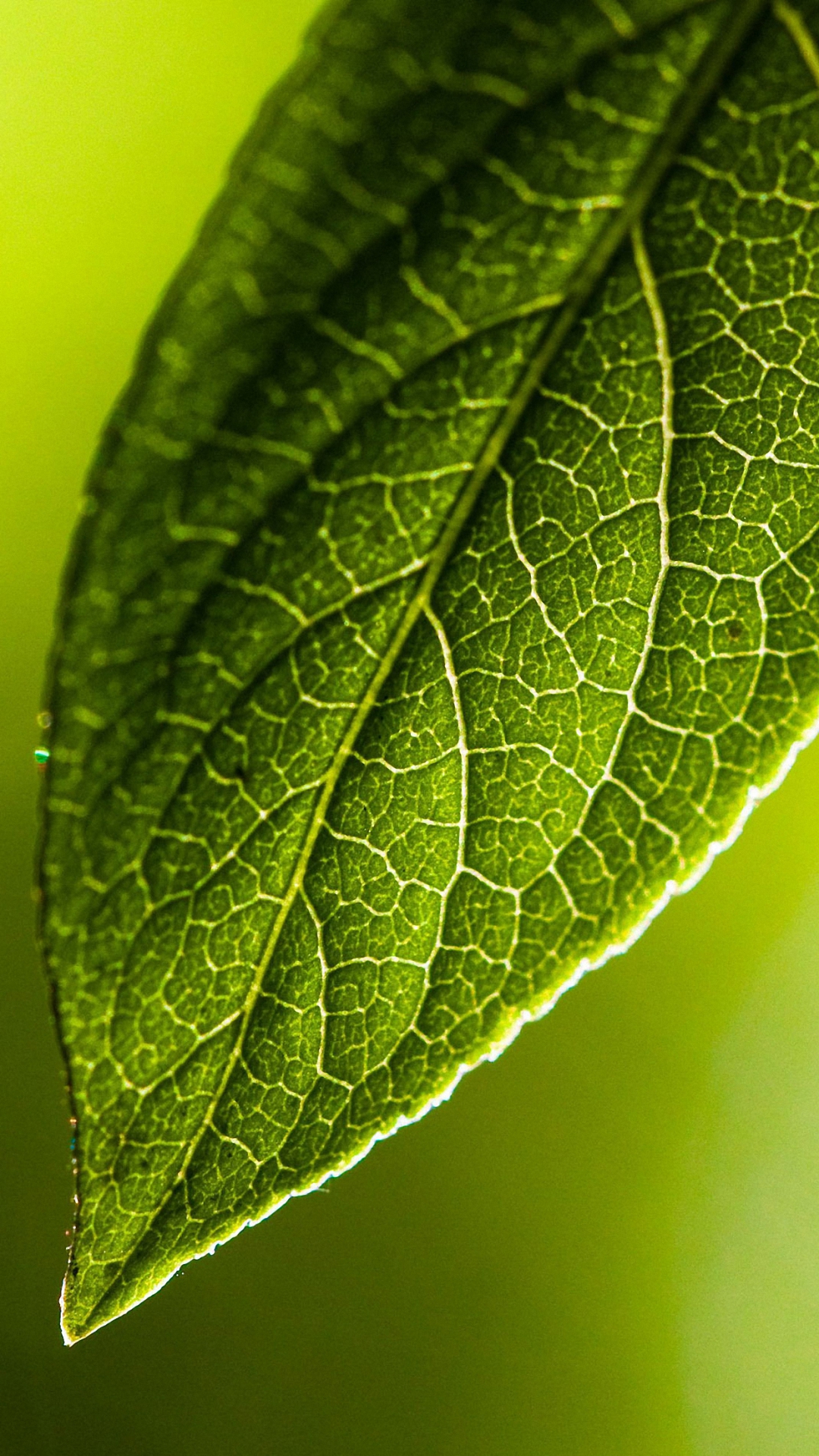 Green Leaf Iphone 6 Wallpapers Hd - Mi Mobile Wallpaper Hd - HD Wallpaper 