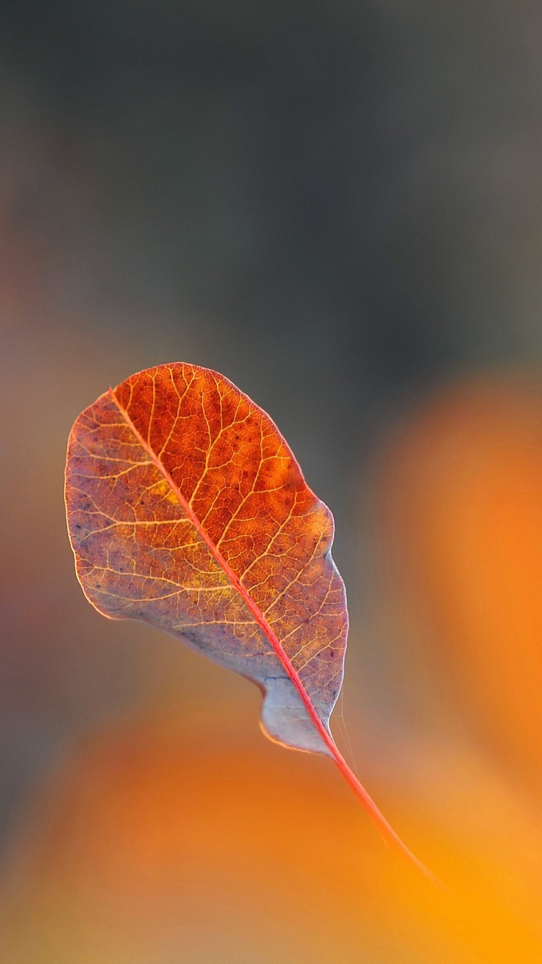 Falling Leaf Iphone 6 Wallpapers Hd - HD Wallpaper 