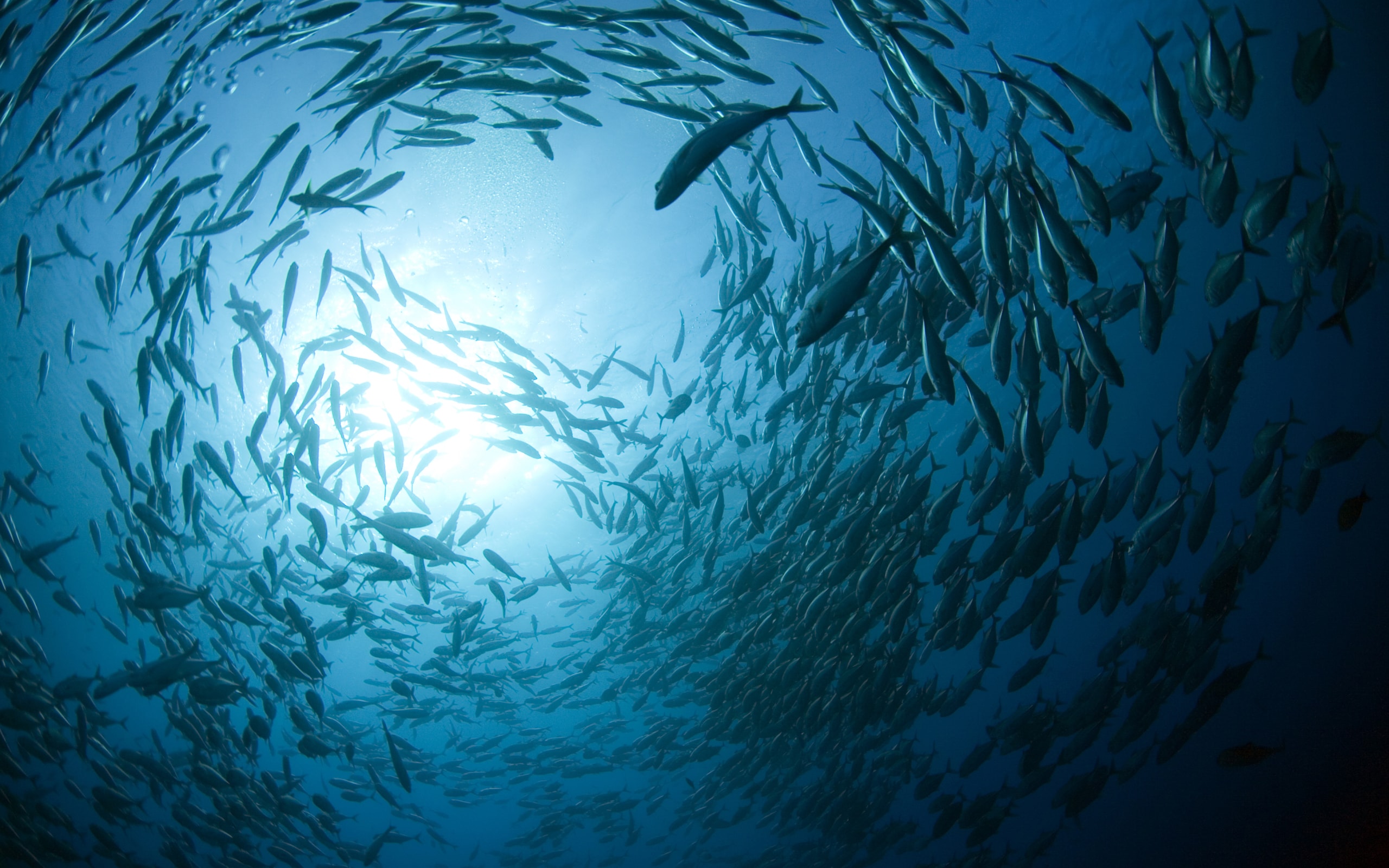 Wallpaper Of Animal, Fish, Sea Life, Underwater Background - Blue Revolution - HD Wallpaper 