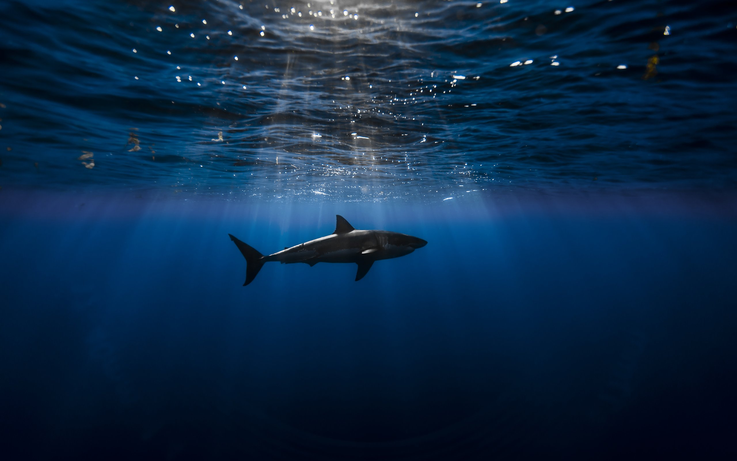 Underwater Of A Shark Wallpaper - Underwater Wallpaper Shark - HD Wallpaper 