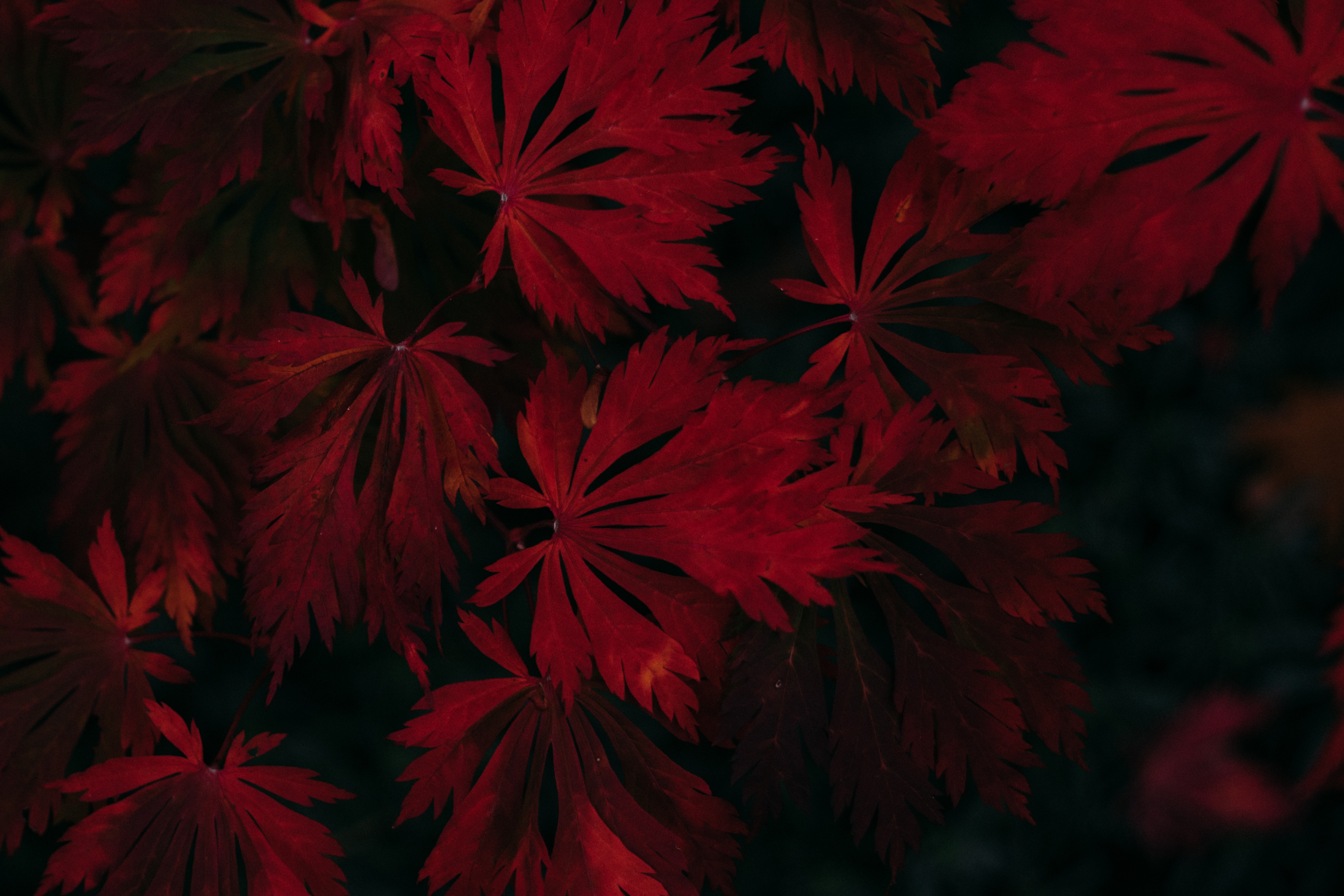 Wallpaper Leaves, Red, Black, Dark, Plant - Dark Leaf Wallpaper Hd -  4633x3089 Wallpaper 