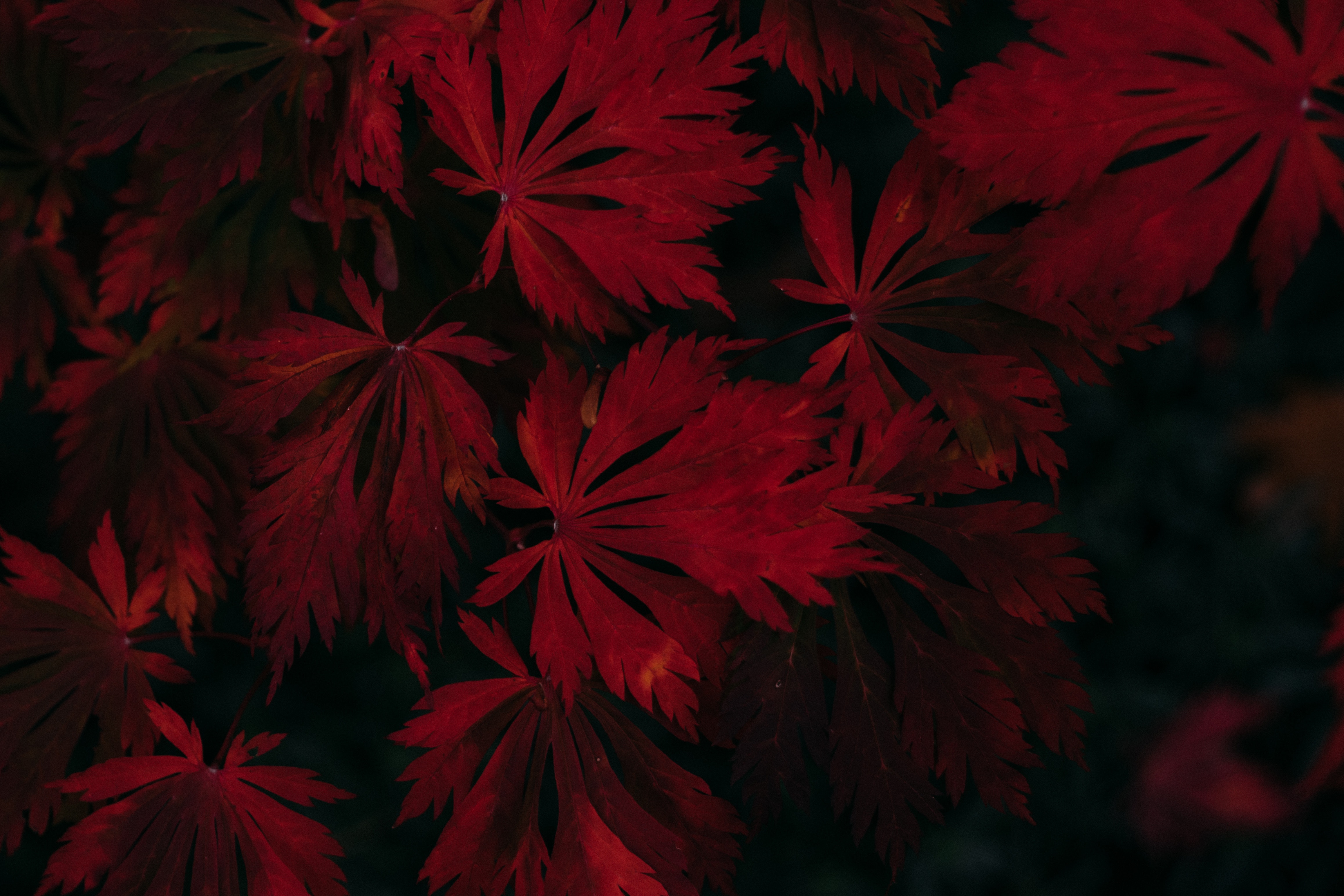 Wallpaper Leaves, Red, Black, Dark, Plant - Dark Leaf Wallpaper Hd - HD Wallpaper 