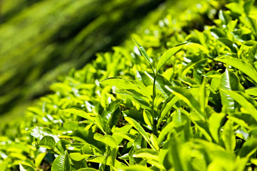Darjeeling Tea Leaf - HD Wallpaper 