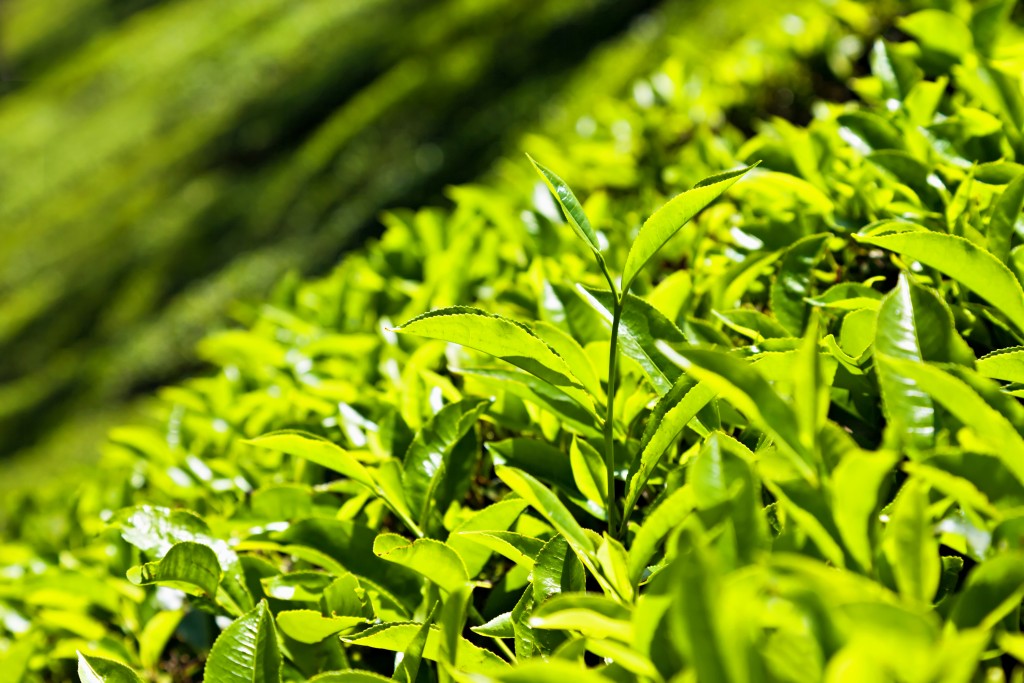 Darjeeling Tea Leaf - HD Wallpaper 