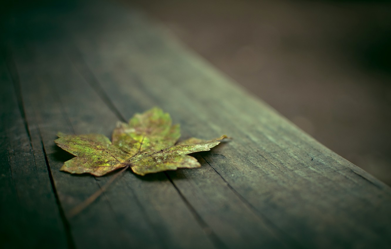 Photo Wallpaper Leaves, Macro, Background, Widescreen, - Download Wallpapers Macro Hd - HD Wallpaper 