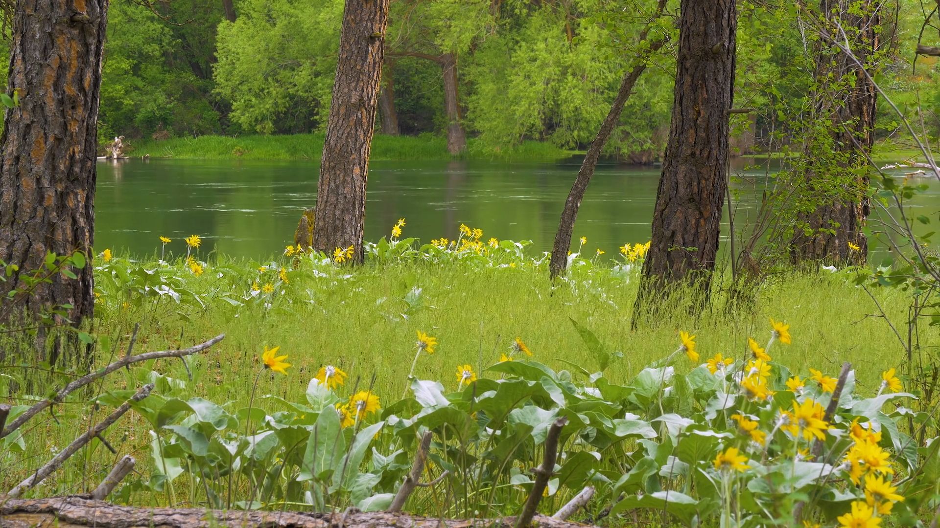 Bowl And Pitcher Trail Stream Live Wallpaper - Grove - HD Wallpaper 