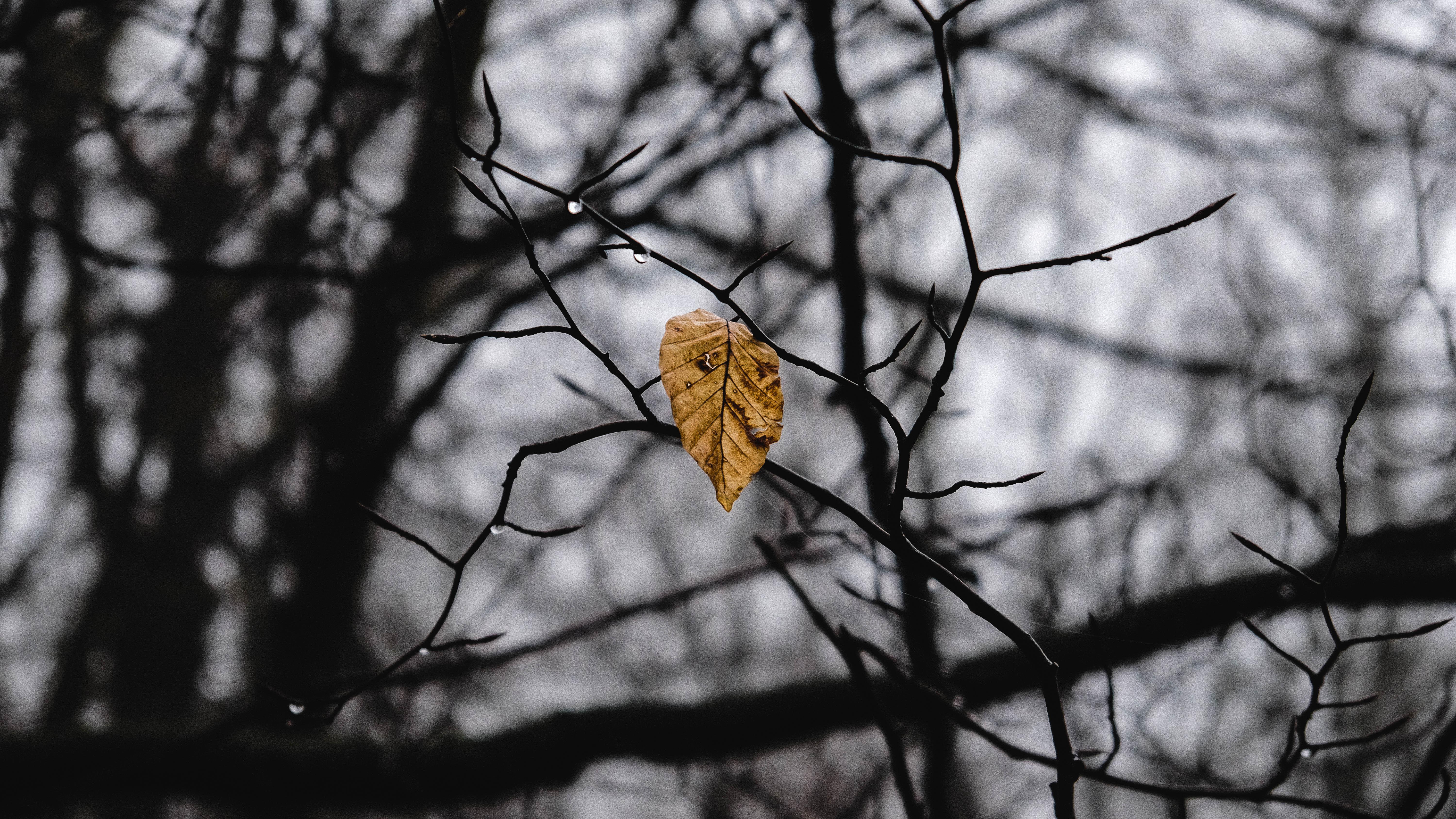 Last Leaf - HD Wallpaper 