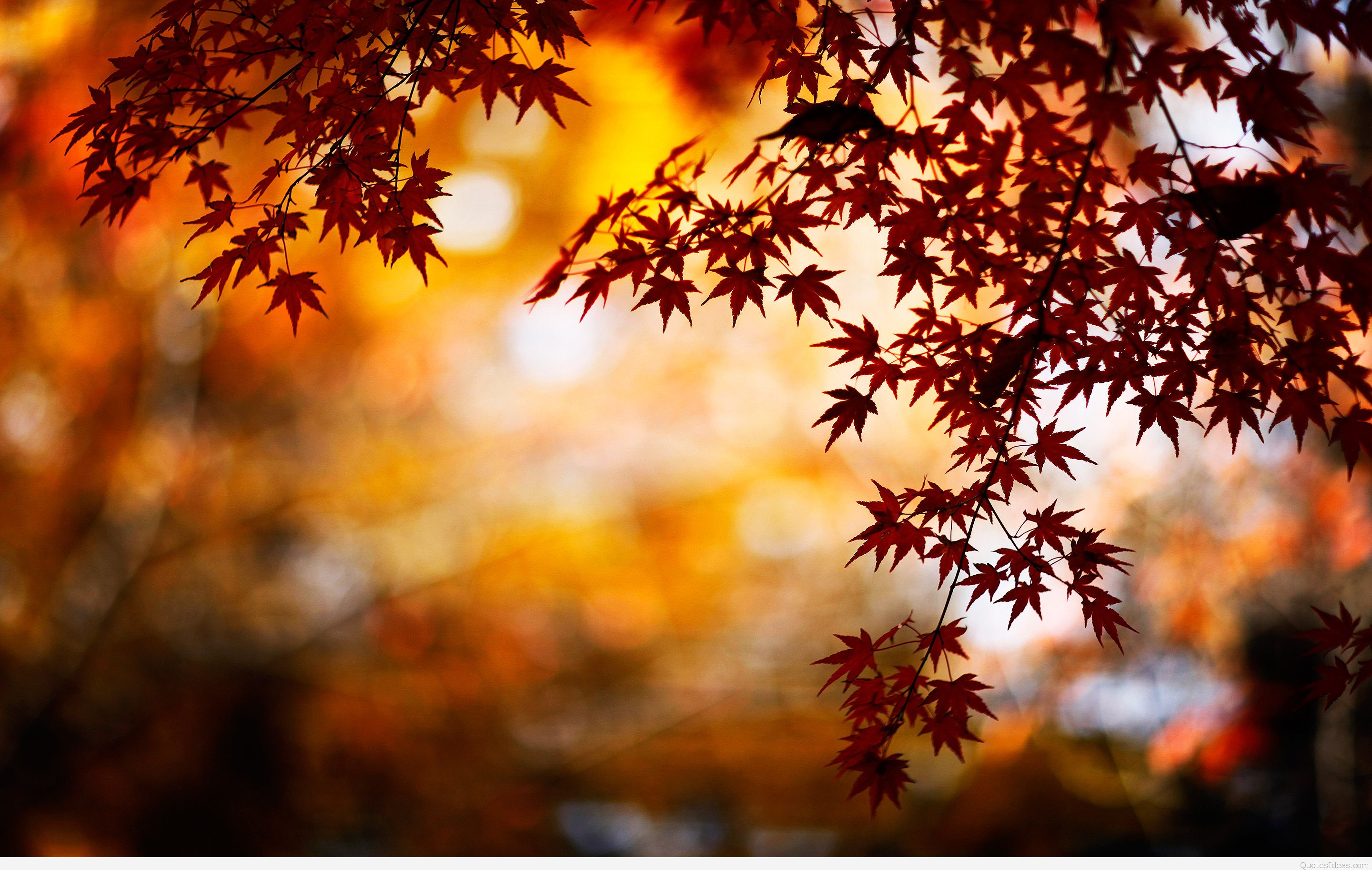Leaves Autumn Wallpapers Hd - Autumn Wallpaper Hd - 2880x1827 Wallpaper - Leaves Autumn Wallpapers Hd - Autumn Wallpaper Hd - 2880x1827 Wallpaper -