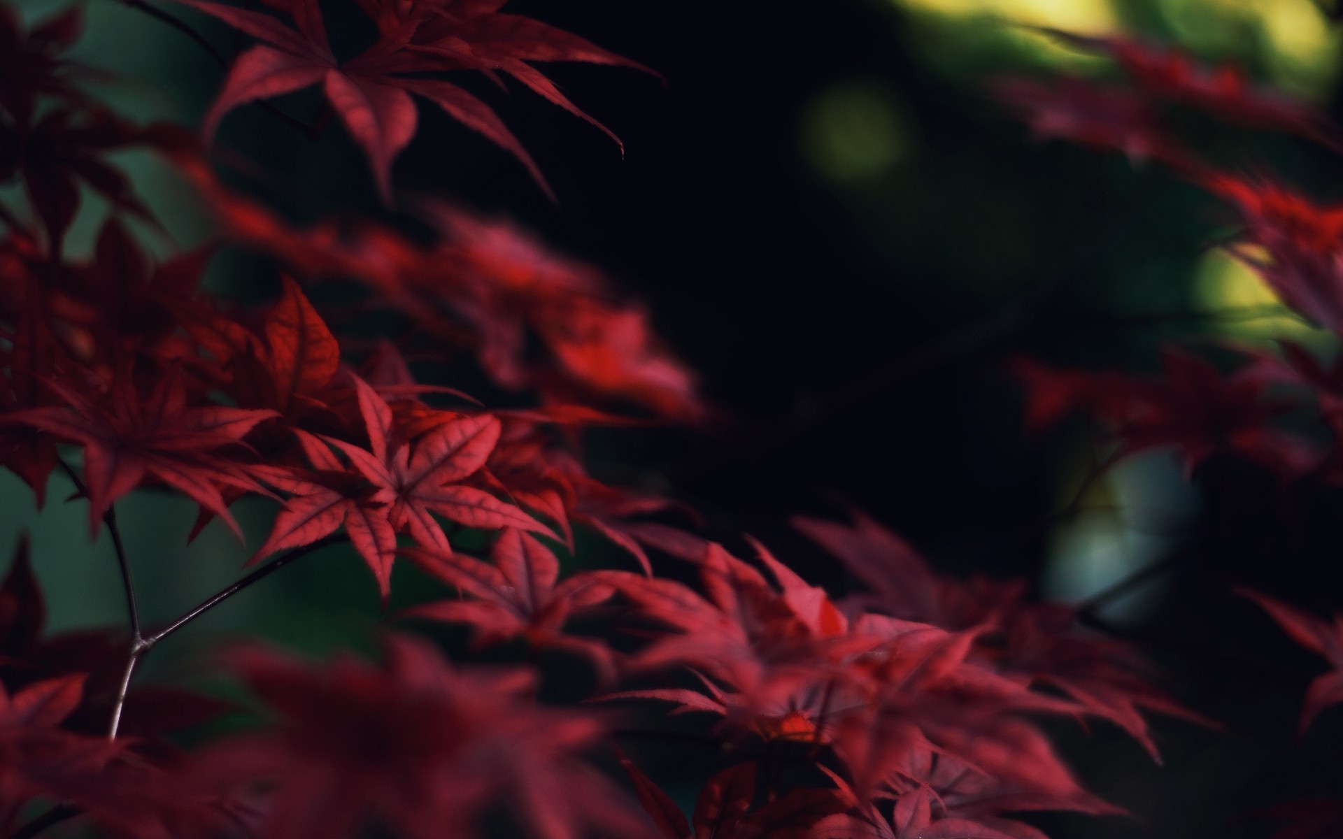 1920x1200, Red Leaves Wallpaper 
 Data Id 241717 
 - Red Leaf Wallpaper Hd - HD Wallpaper 