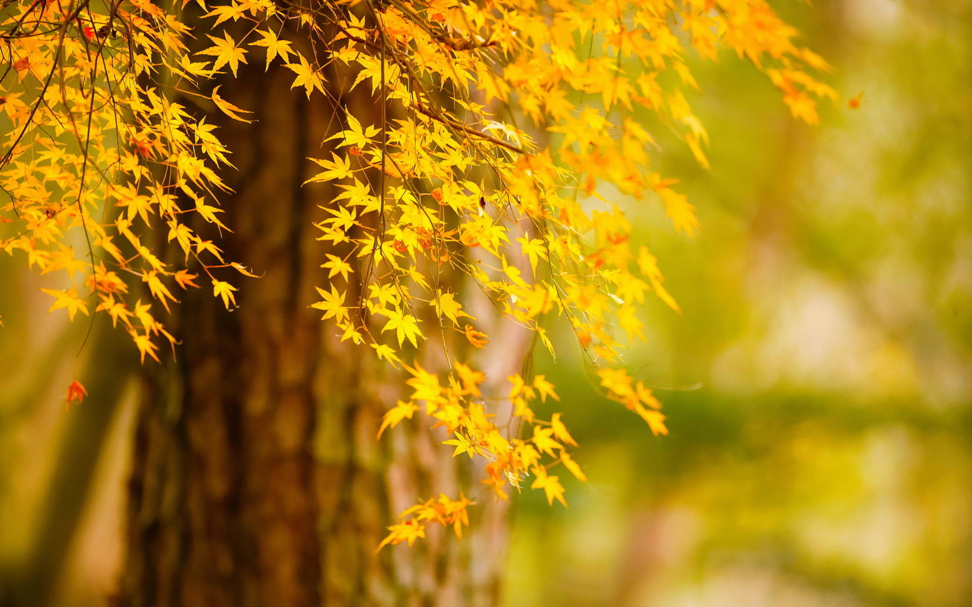 Yellow Trees - HD Wallpaper 