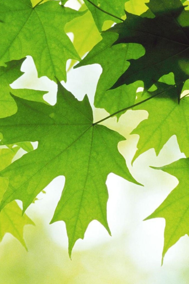 Hd Macro Green Leaves Iphone 5 Wallpapers - Summer Leaves - HD Wallpaper 