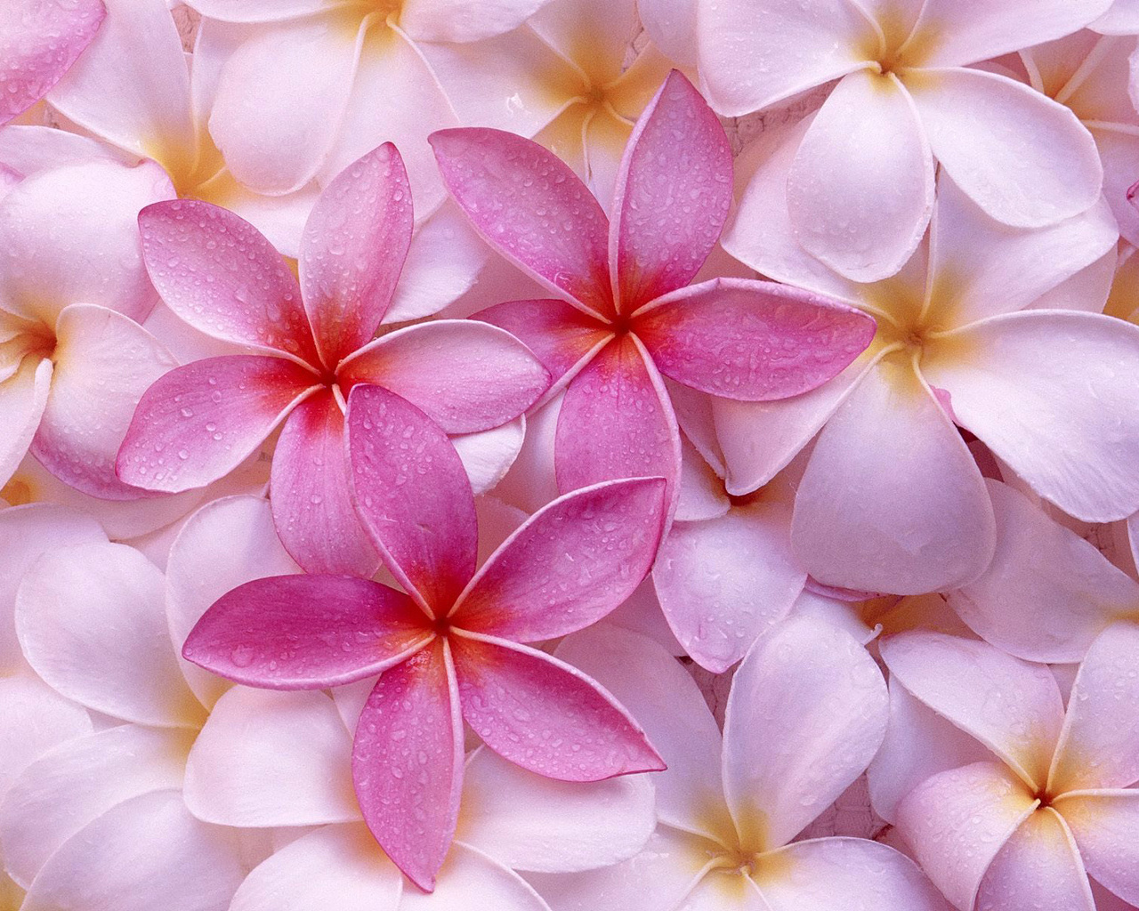 Pink Colors - Real Hawaiian Flowers Background - HD Wallpaper 