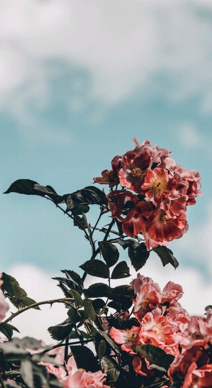 Flower Wallpaper Aesthetic - 720x1320 Wallpaper Flower Wallpaper Aesthetic - 720x1320 Wallpaper