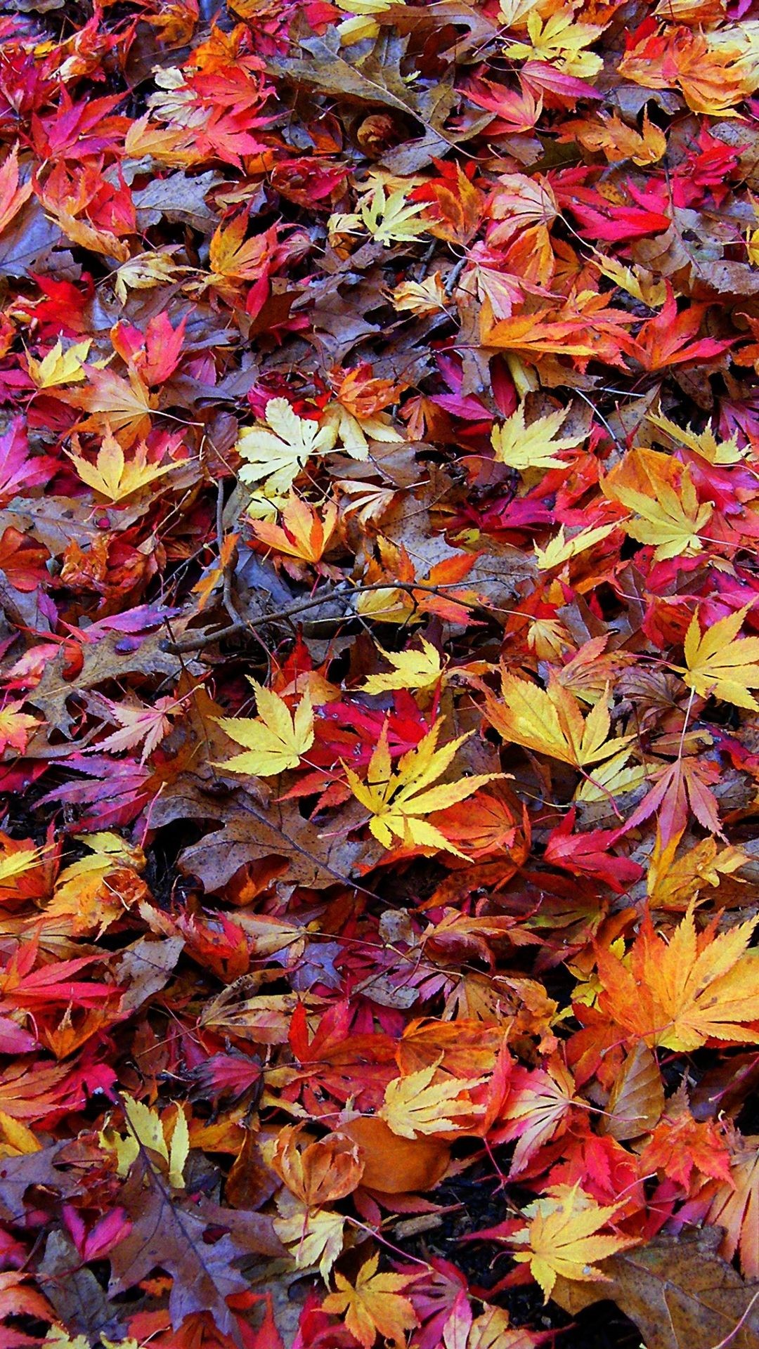 Autumn Wallpaper Hd For Iphone - Fall Backgrounds Iphone 6 - HD Wallpaper 