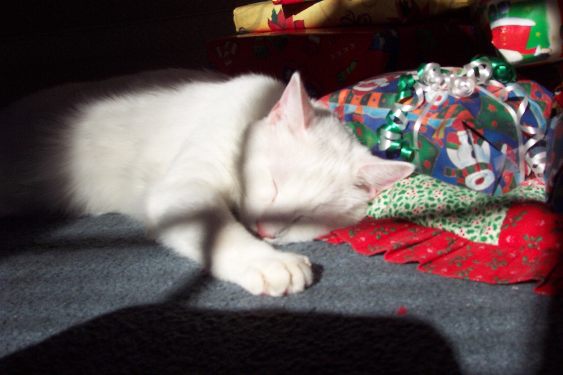 Gatos Wallpapers - Asian - HD Wallpaper 