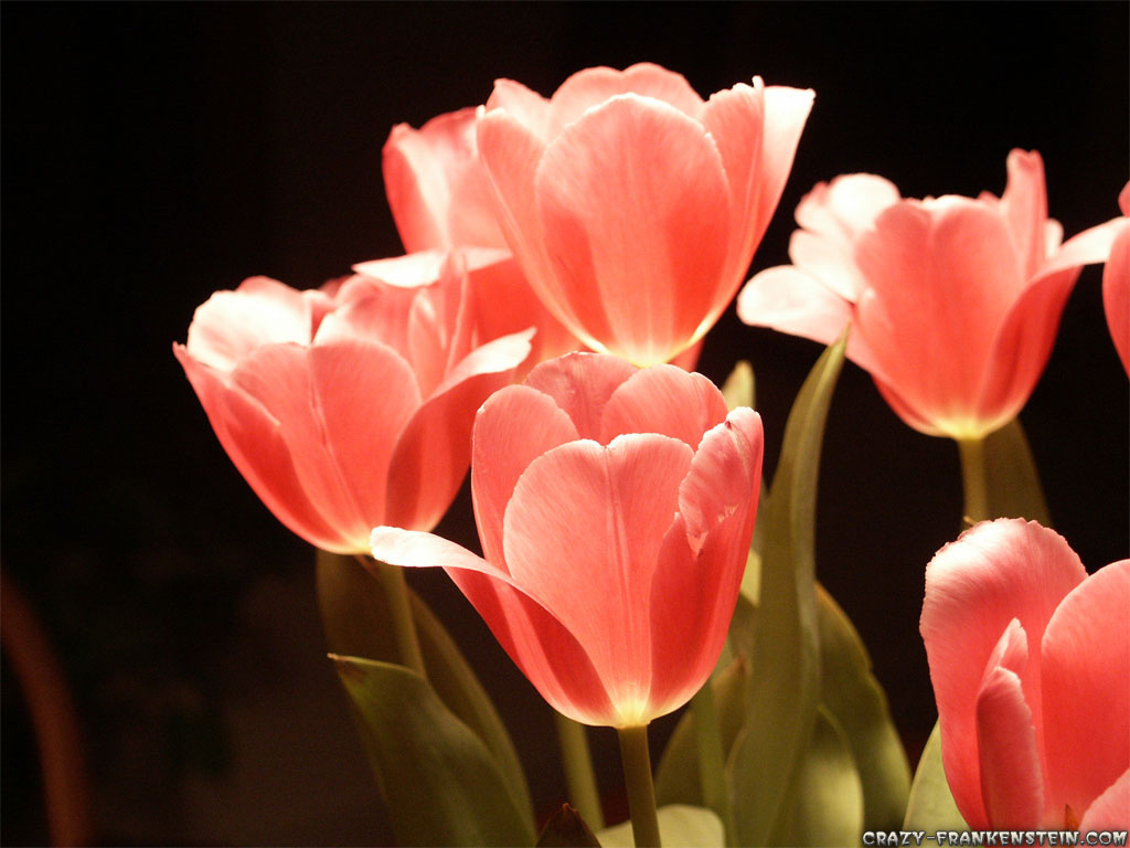 Tulip Flowers Hd Wallpapers Free Download - Flowers Wallpaper Tullips -  1024x768 Wallpaper 
