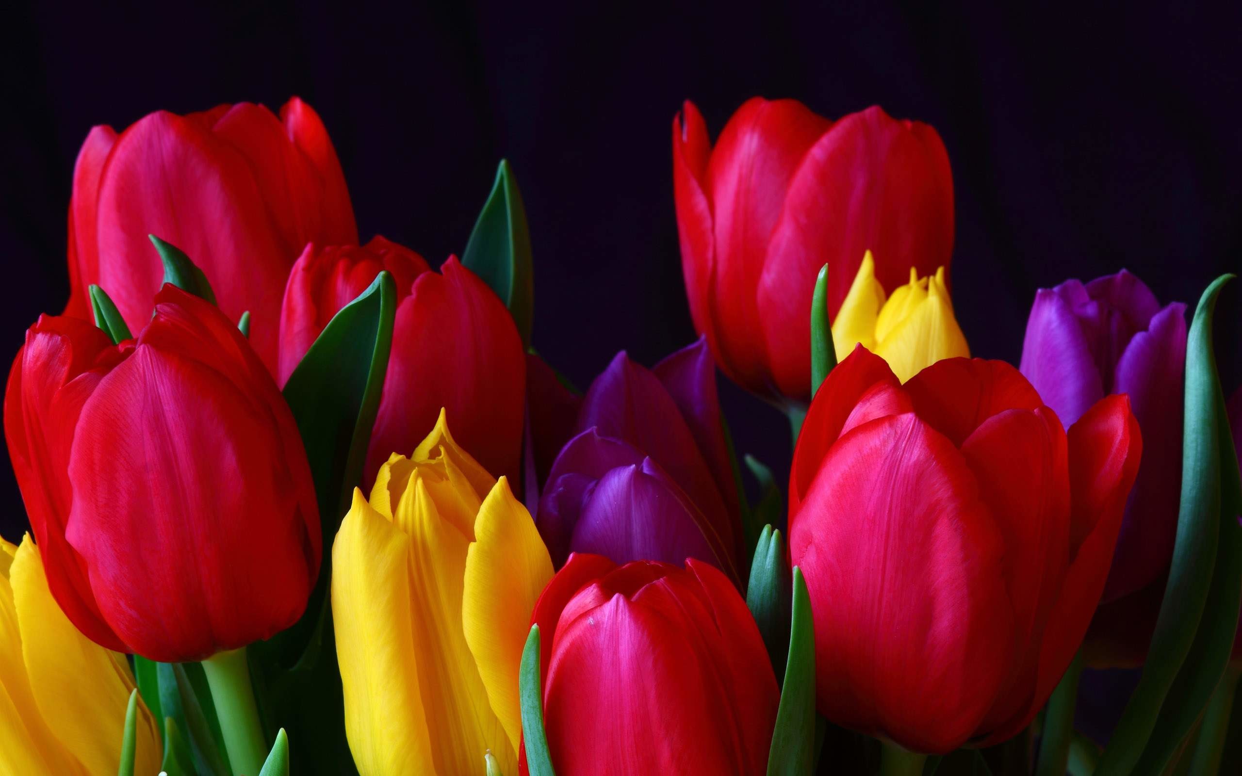 Tulip Flower Wallpaper - Tulip Flower Images Hd - HD Wallpaper 