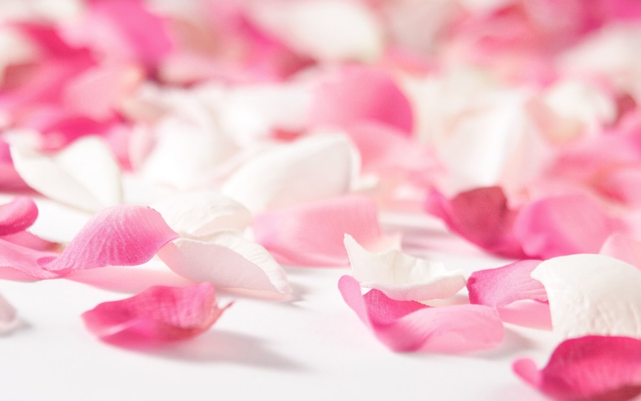 Pink Colour Backgrounds - Rose Flower Leaves Background - HD Wallpaper 