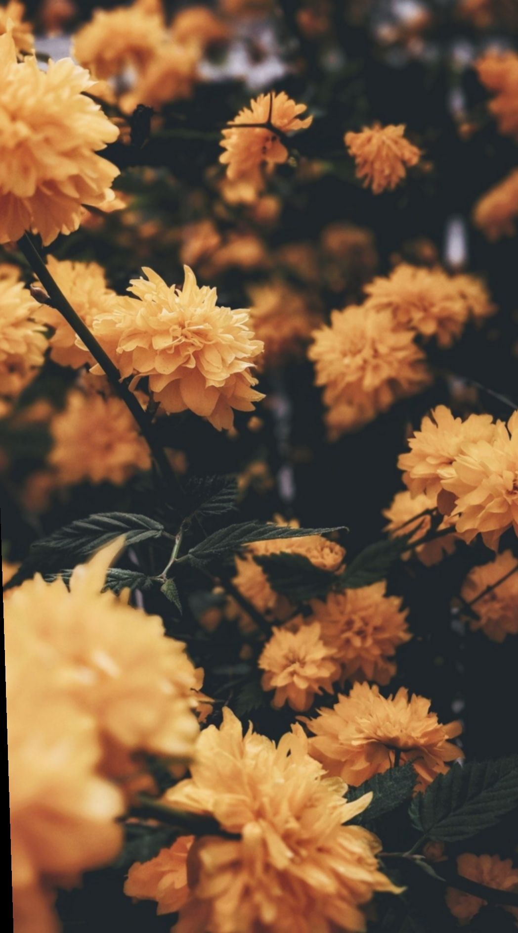 Iphone Yellow Flowers Background - HD Wallpaper 