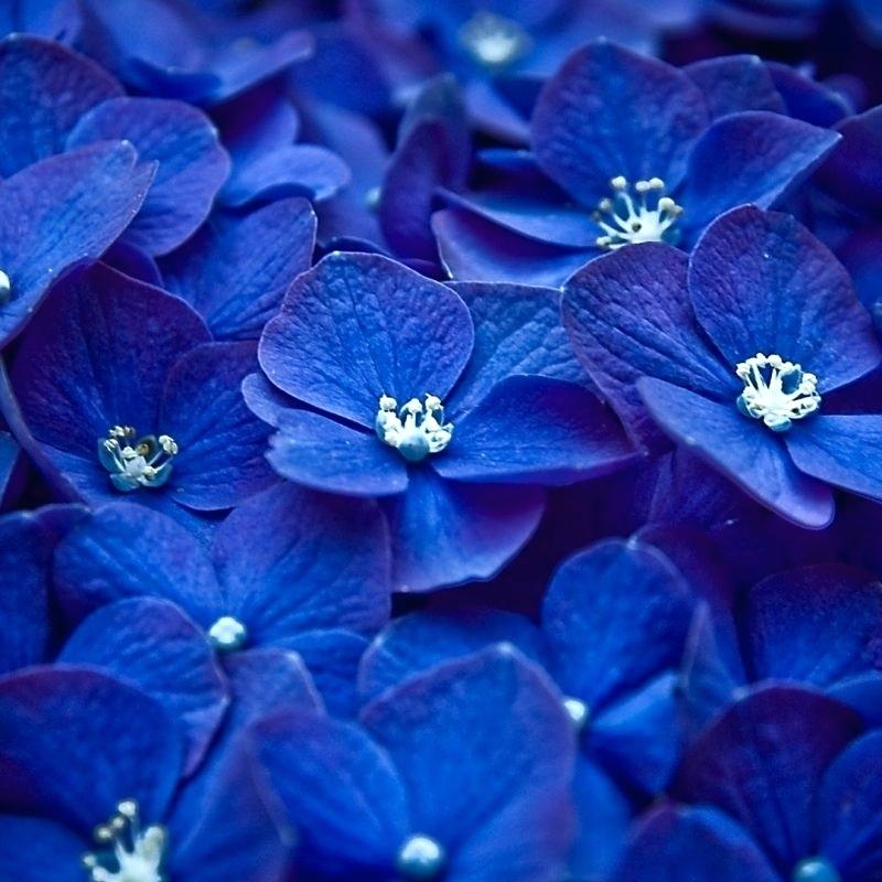 Wallpaper For Phone Flowers Top Dark Blue Flower Wallpaper - Blue