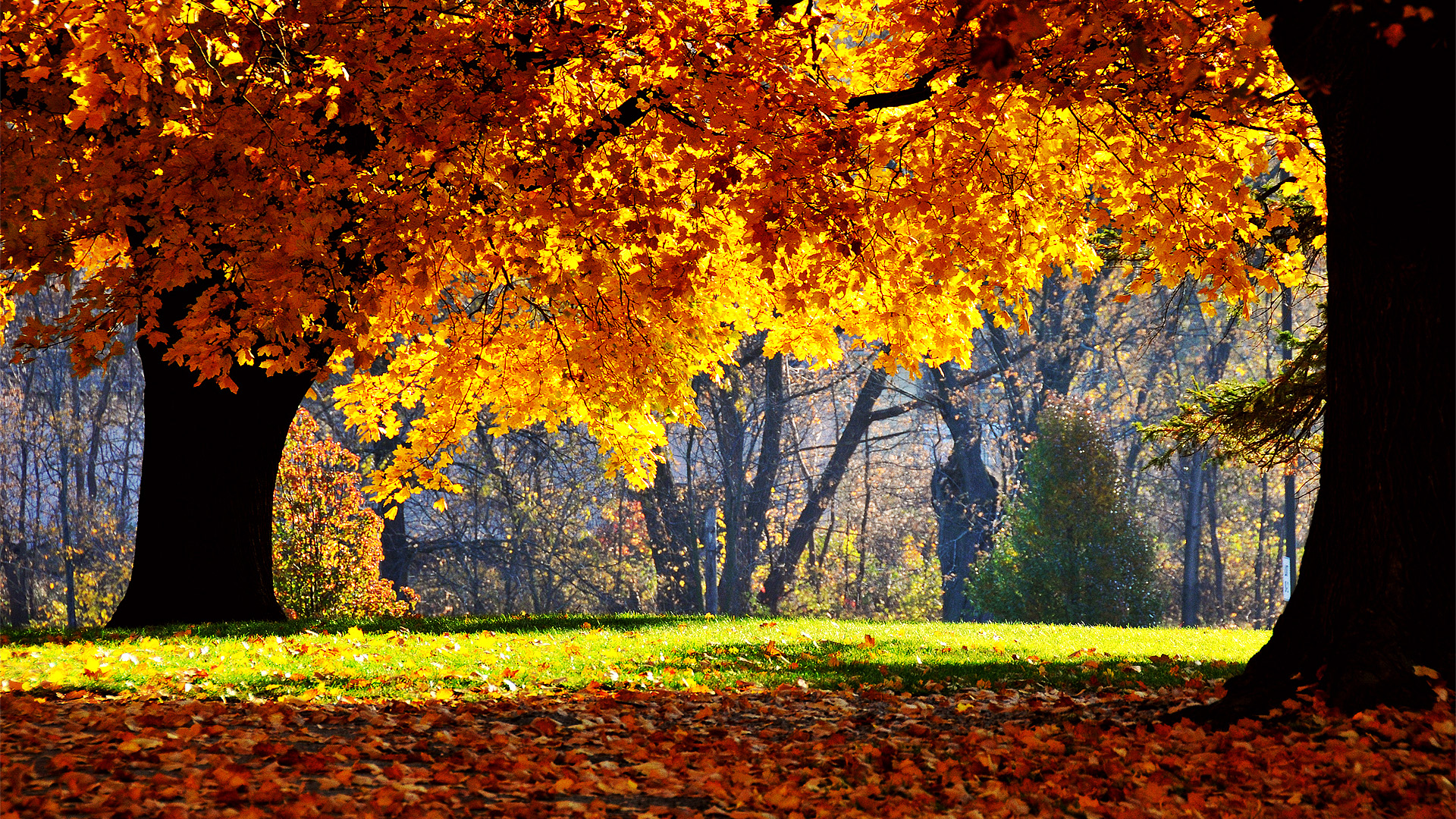 Autumn Pc Background Wallpapers - Fall Hd - HD Wallpaper 